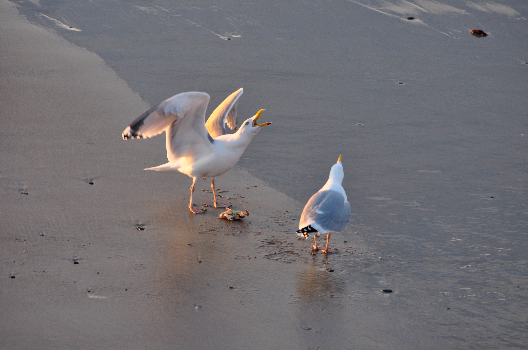 "Two's a Crowd"- Biddeford Pool, ME