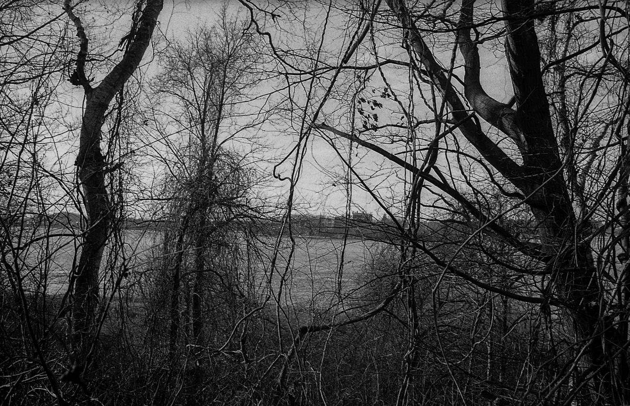 "A Fine Time with Vines"- Little John Island, ME