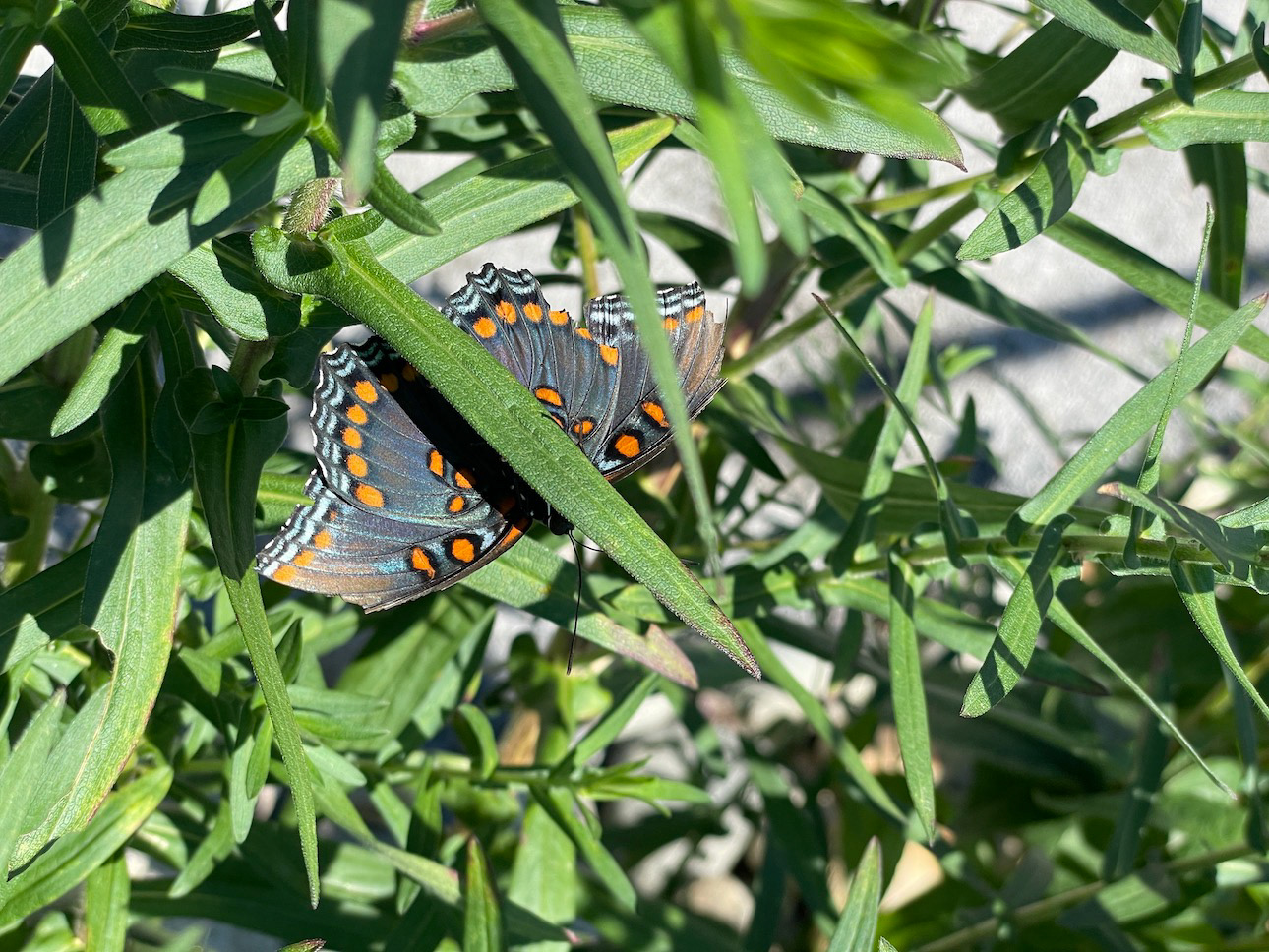 "Summer Flutter"- Coastal Maine Botanical Gardens, Boothbay, ME