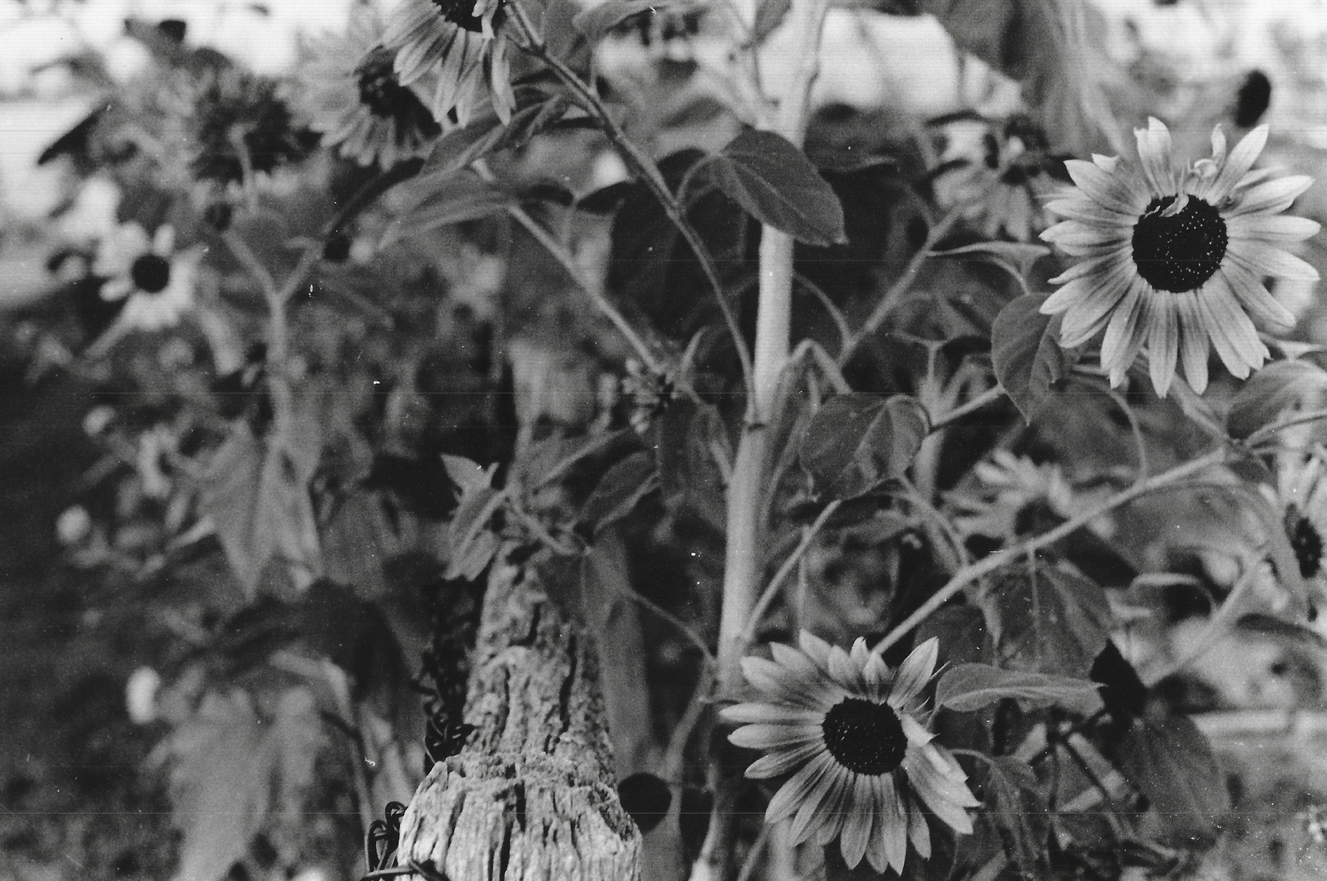 "Communal Flowers"- Portland, ME