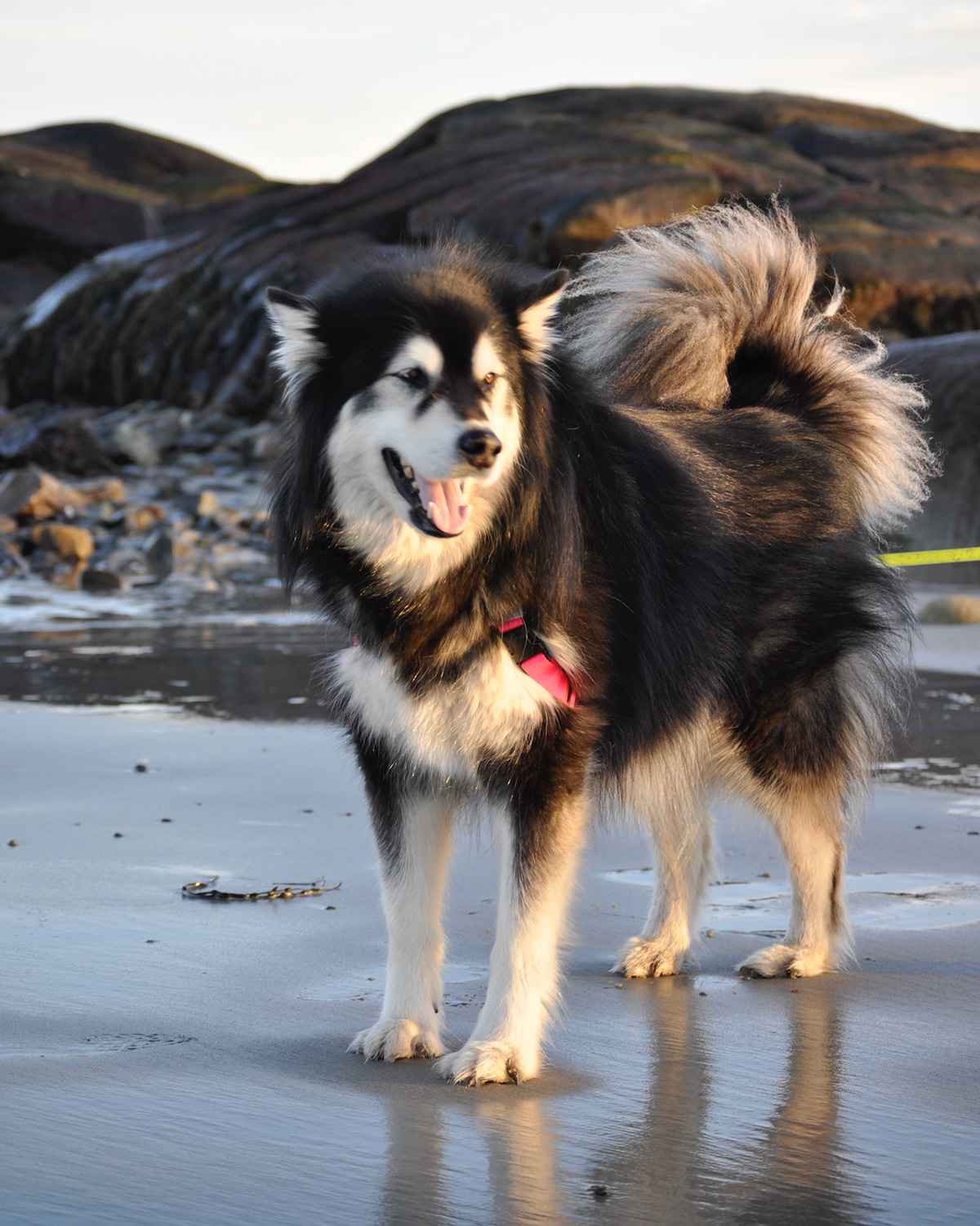 "Siku"- Biddeford Pool, ME