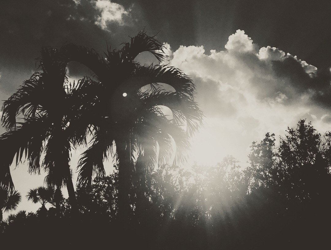 "Silhouette in Sun"-Orchid Island, FL