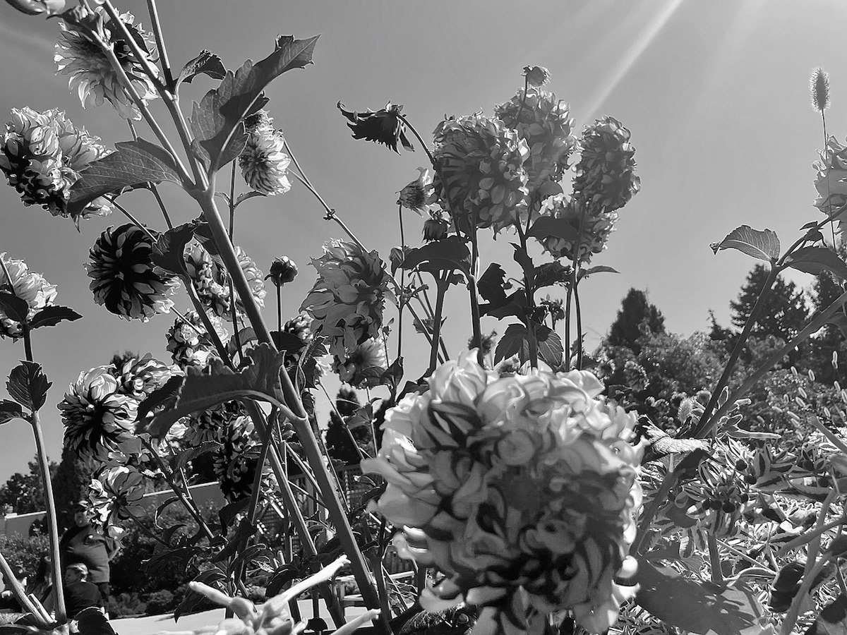 "Botanic in Black & White"- Denver Botanic Gardens, Denver, CO