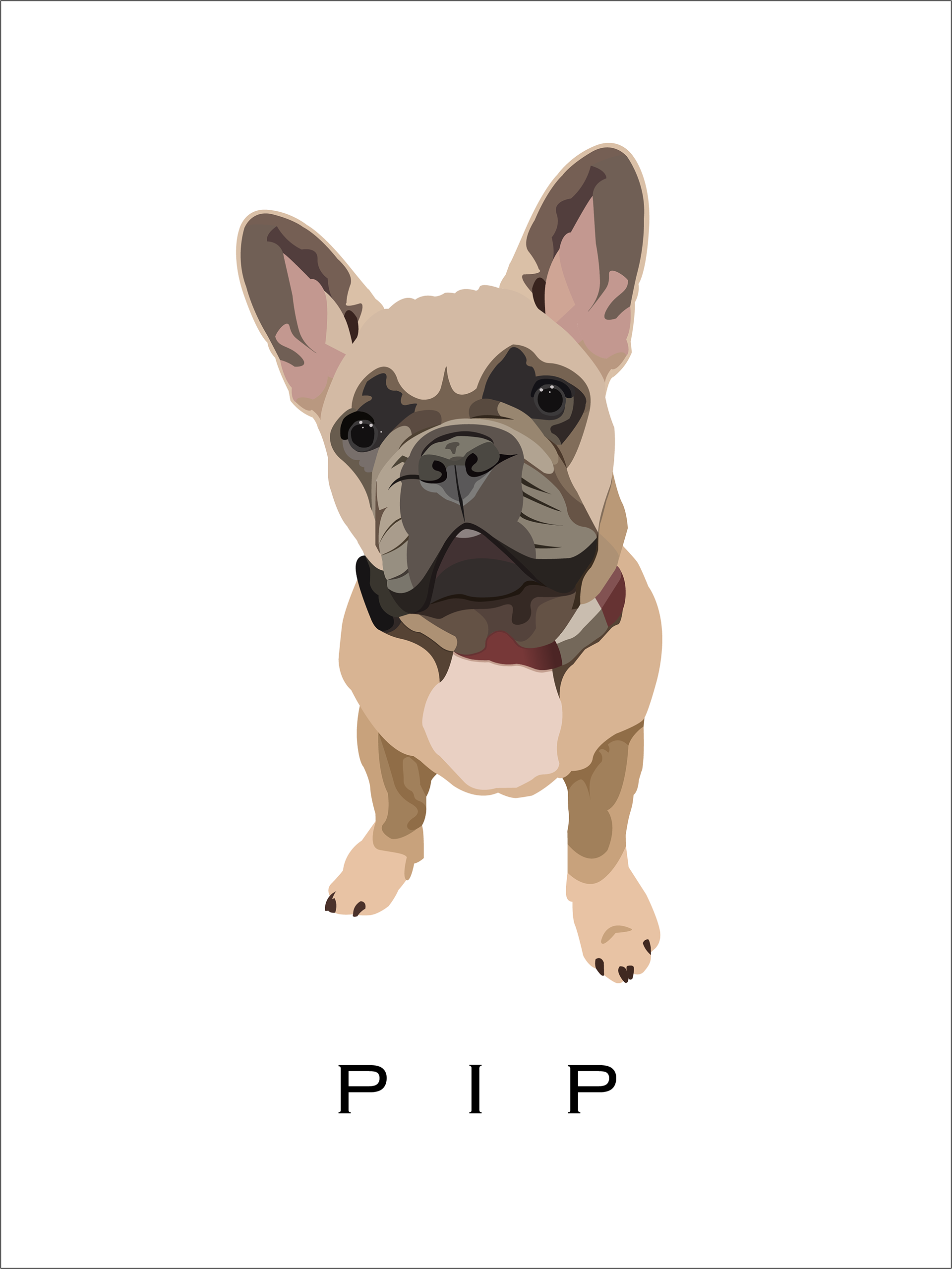 Pip the French Bulldog
