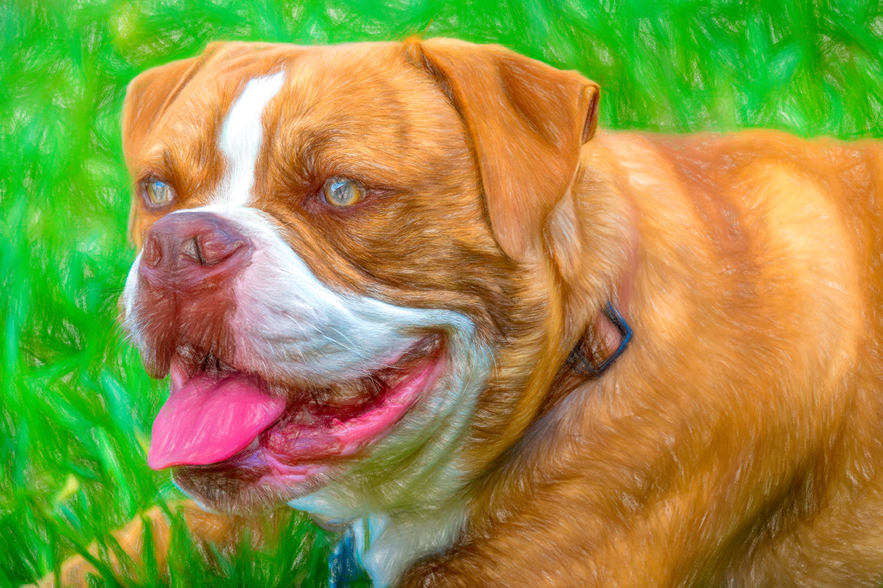 Dogue de Bordeaux Fotografia de Mascotas
