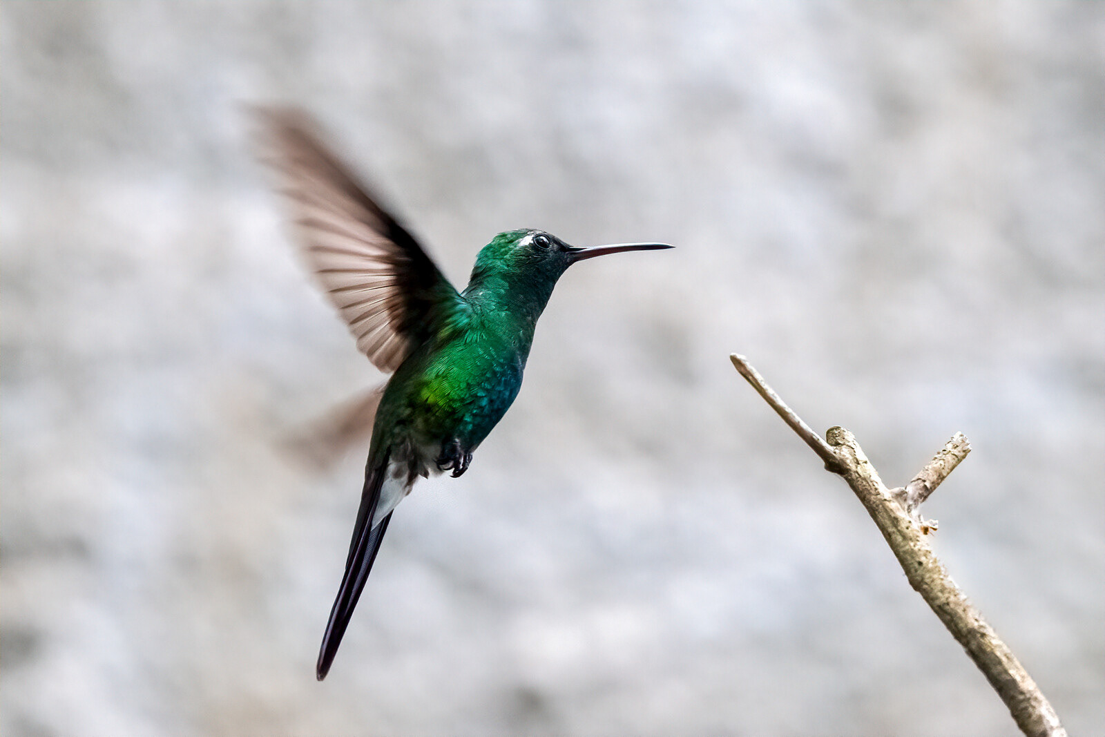Colibrí o Zunzun Cubano Volando