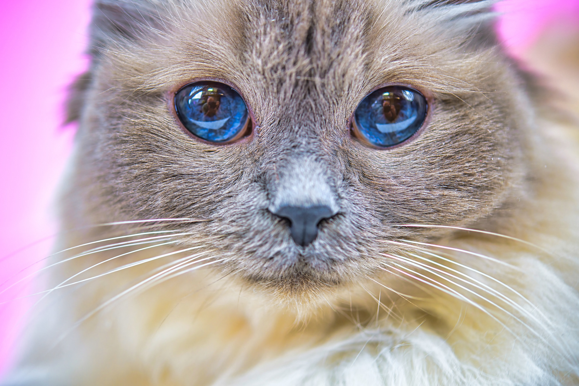 Fotografia de Mascotas