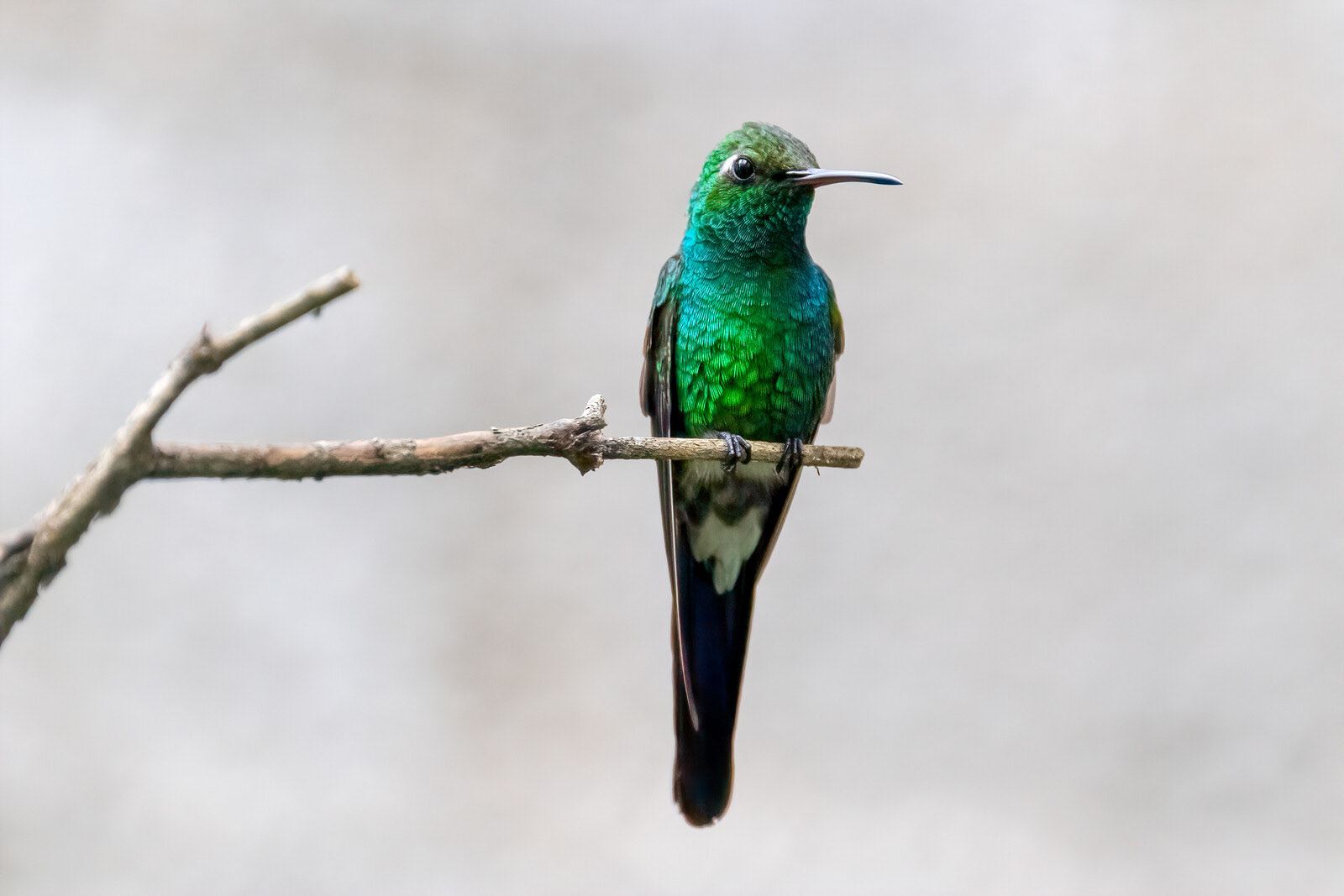 Colibrí o Zunzun Cubano en una Ramita