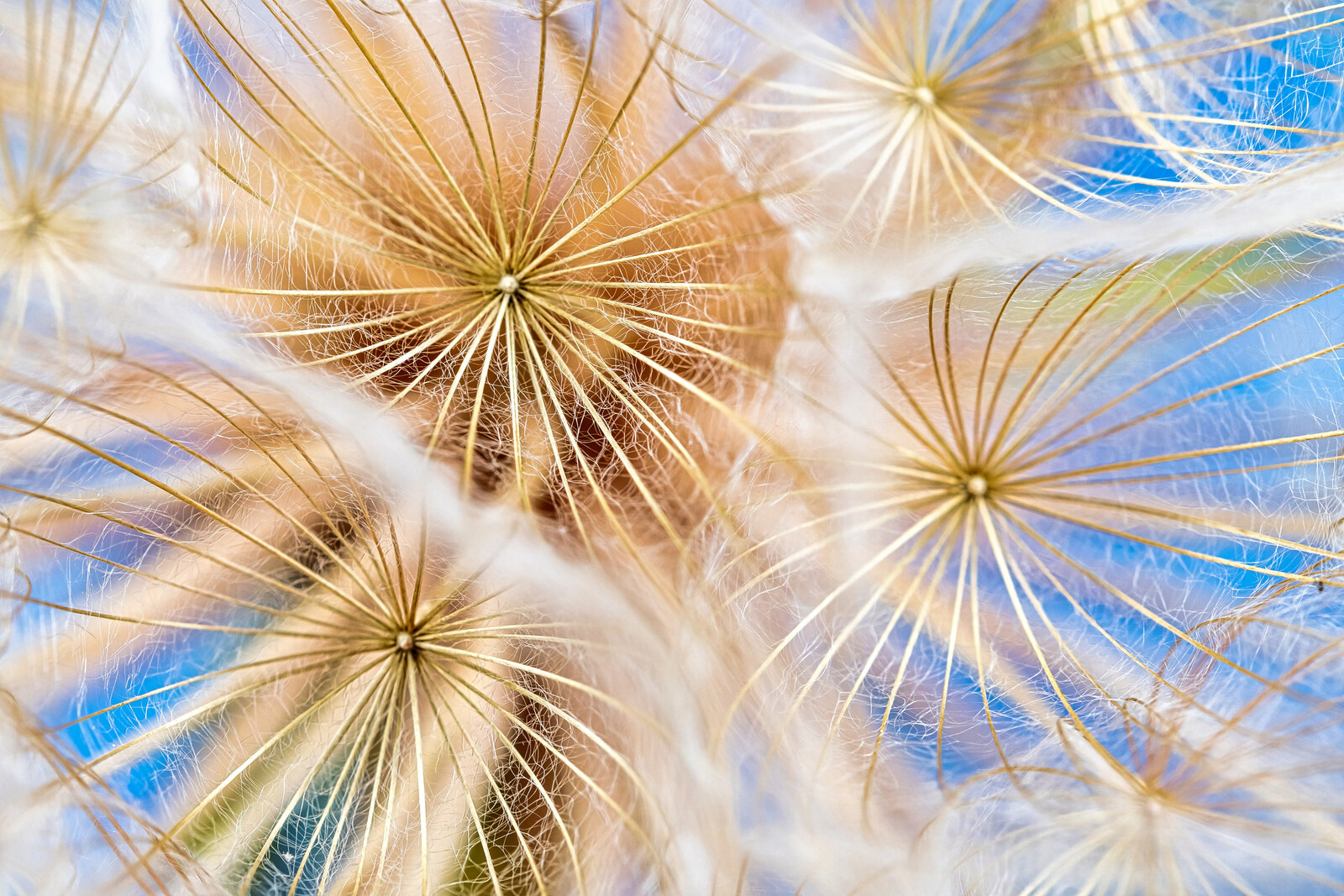 Macro Western Salsify