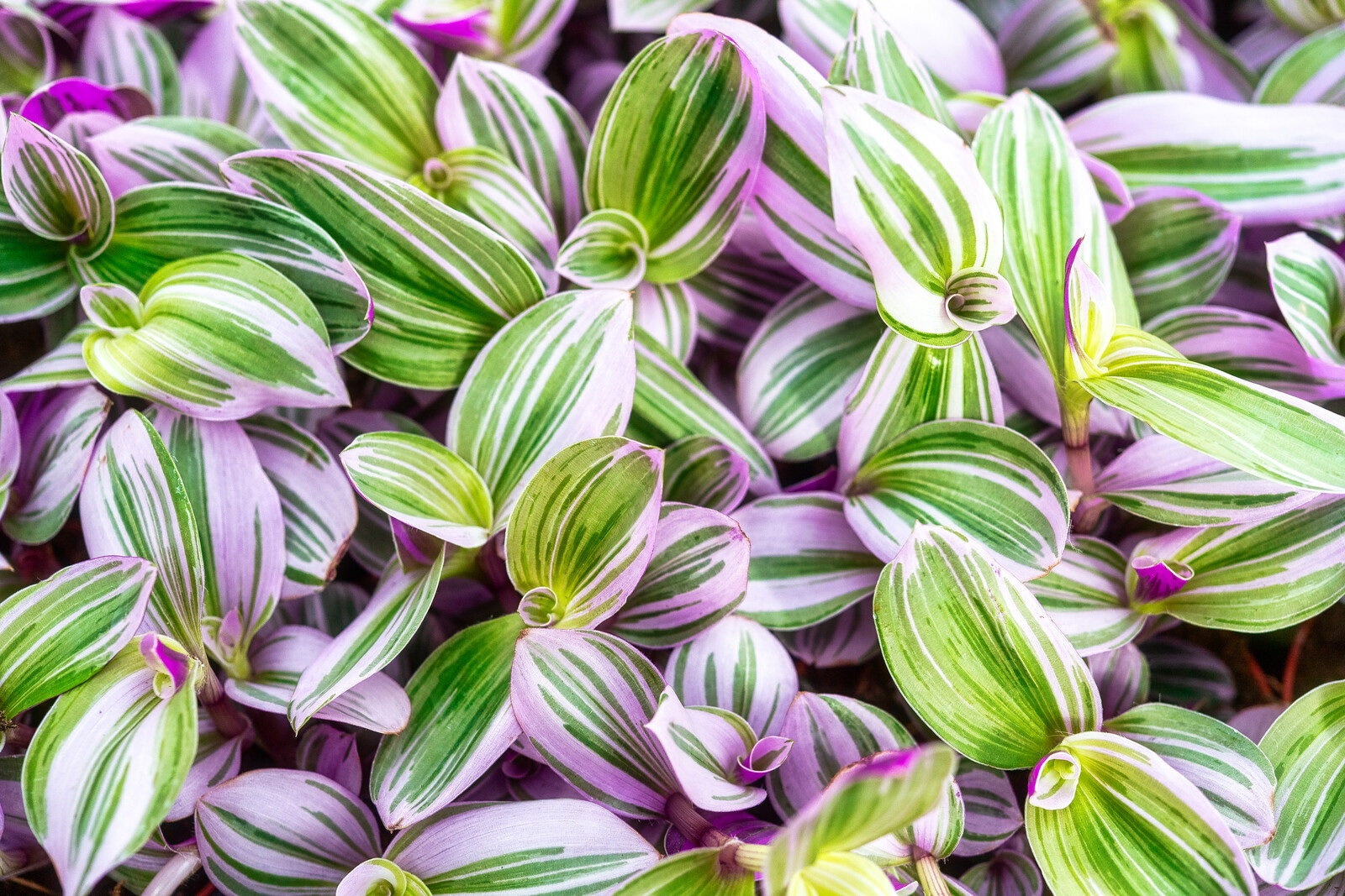 Patron de hojas verdes y lilas