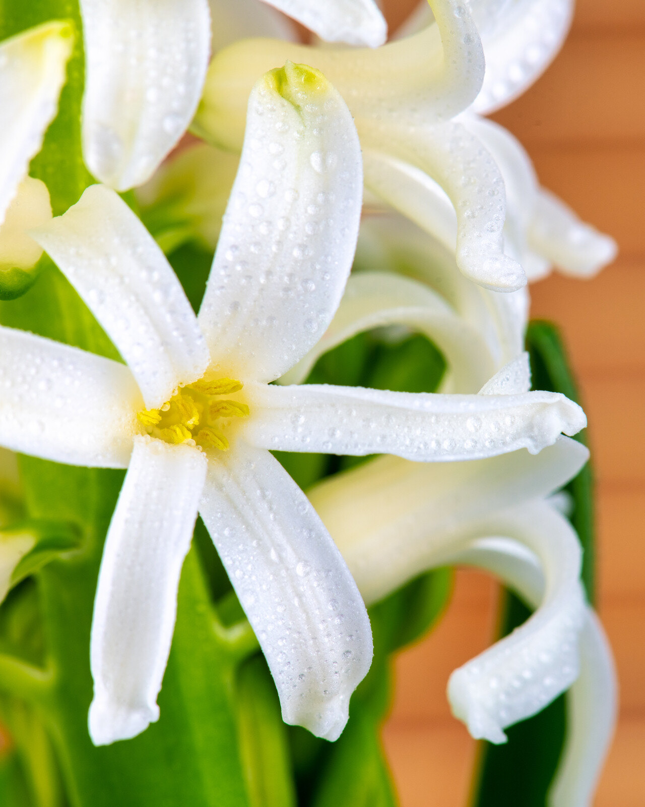 Flor Jacinto Blanco