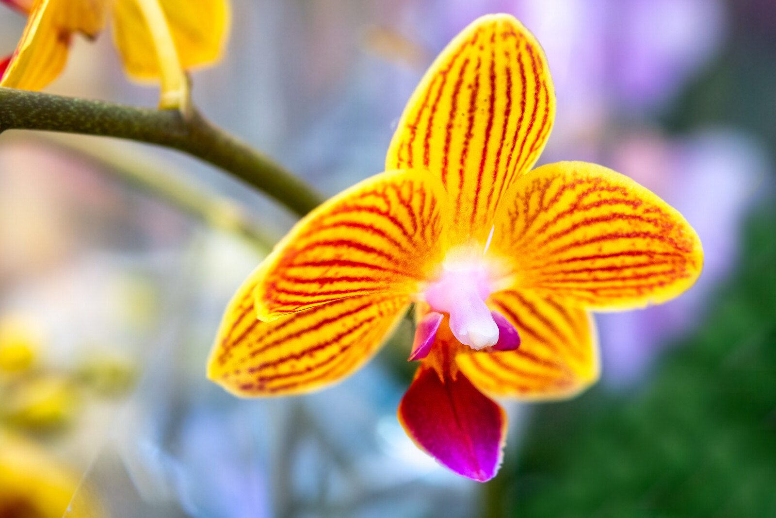 Orquidea amarilla