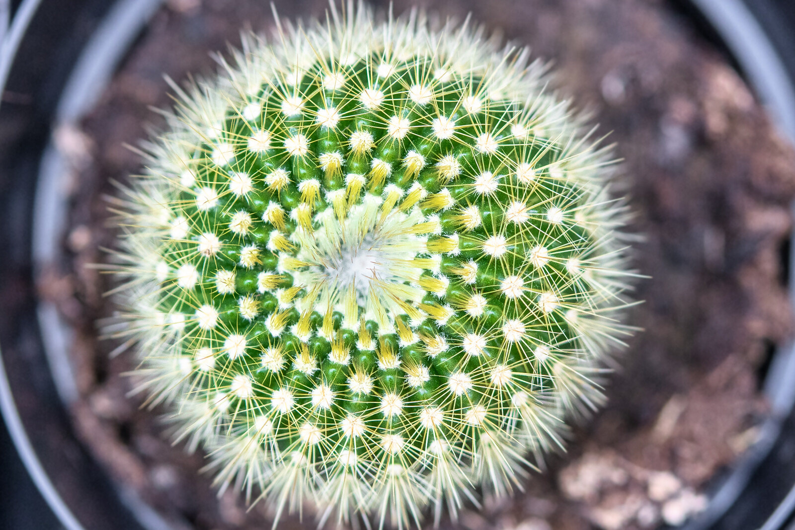 Cactus con espinas