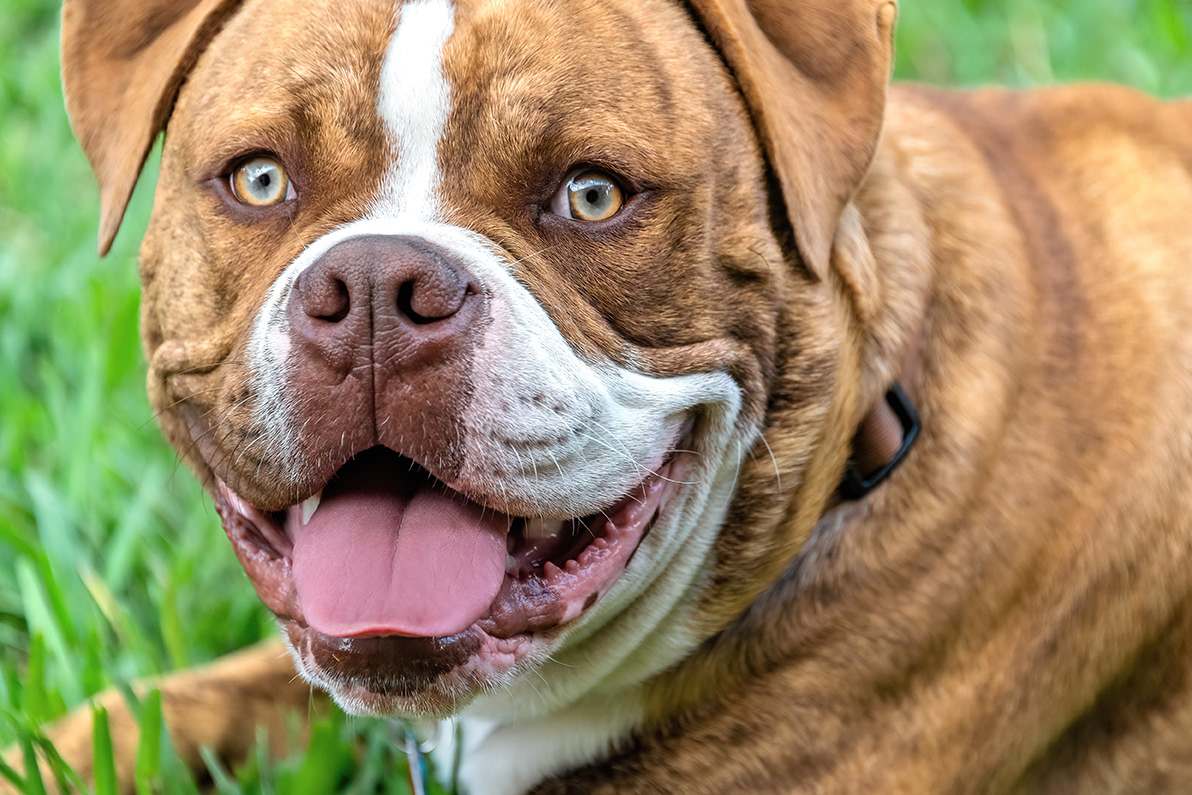 Dogue de Bordeaux Fotografia de Mascotas