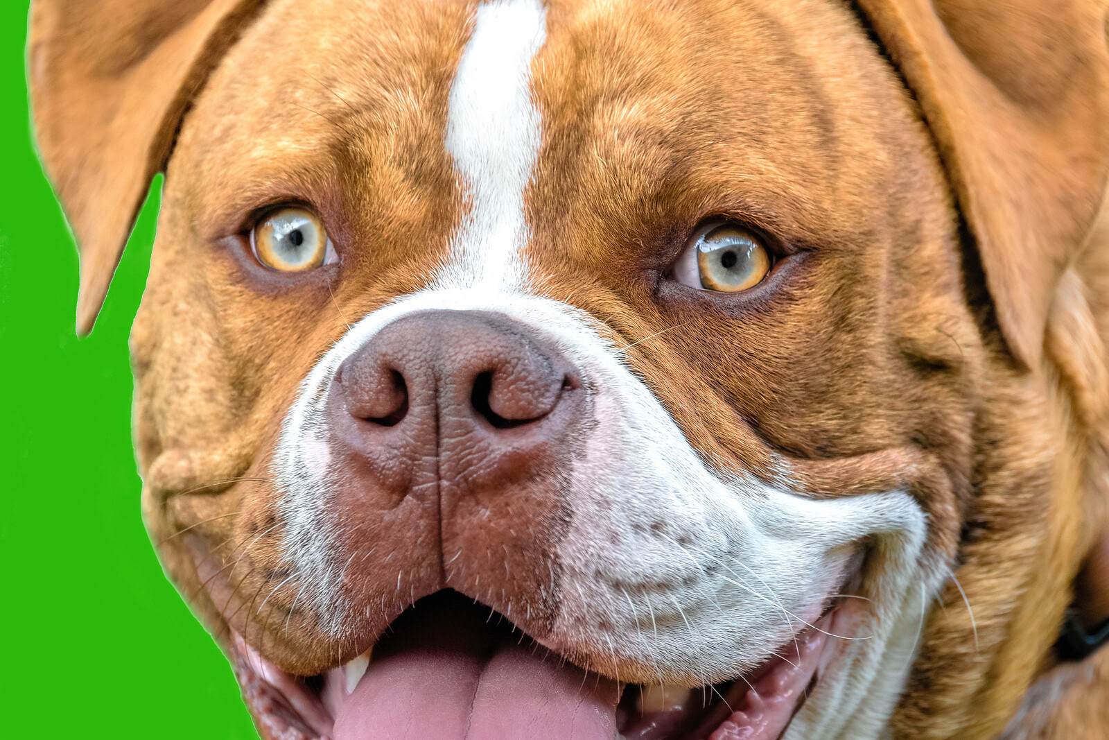 Dogue de Bordeaux