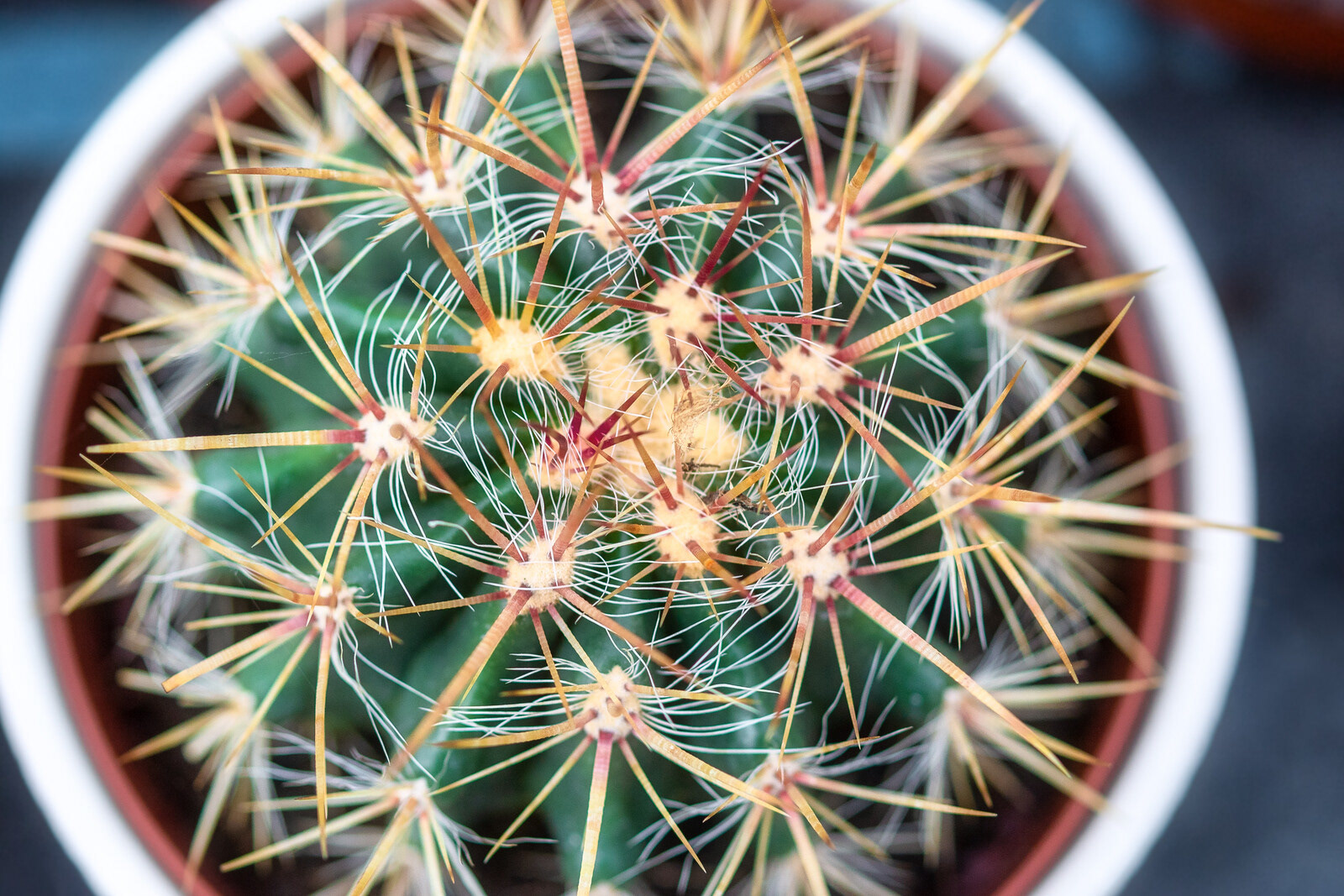 Cactus con espinas