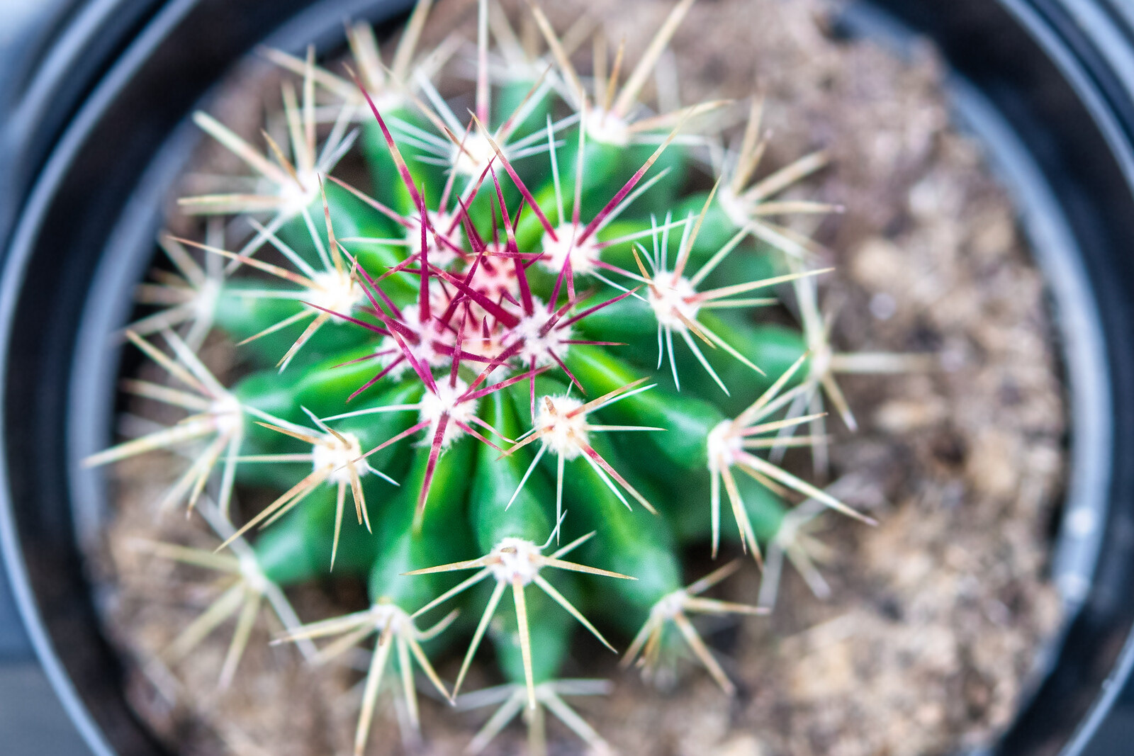 Cactus con espinas