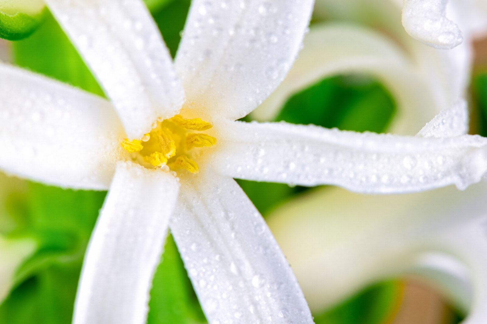 White Hyacinth Flower