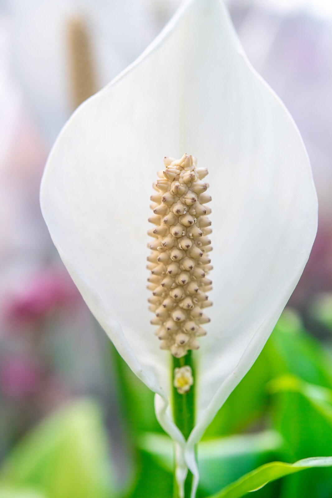 Flor blanca