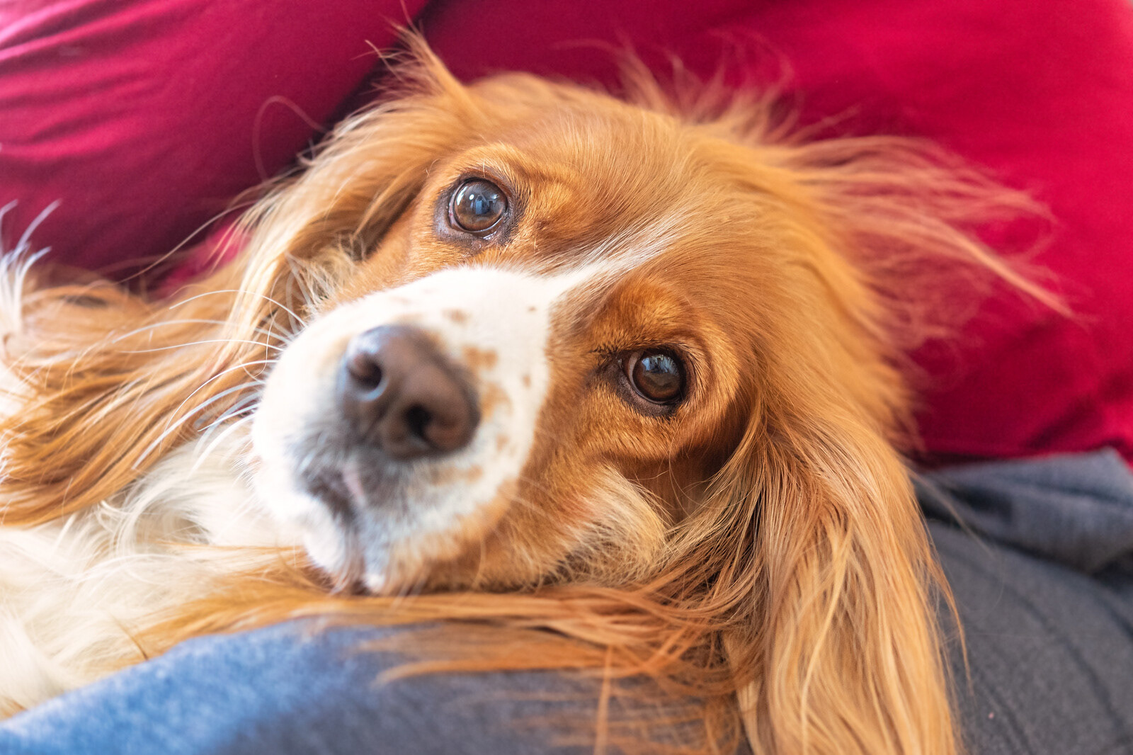 Cocker Spaniel Fotografia Mascotas