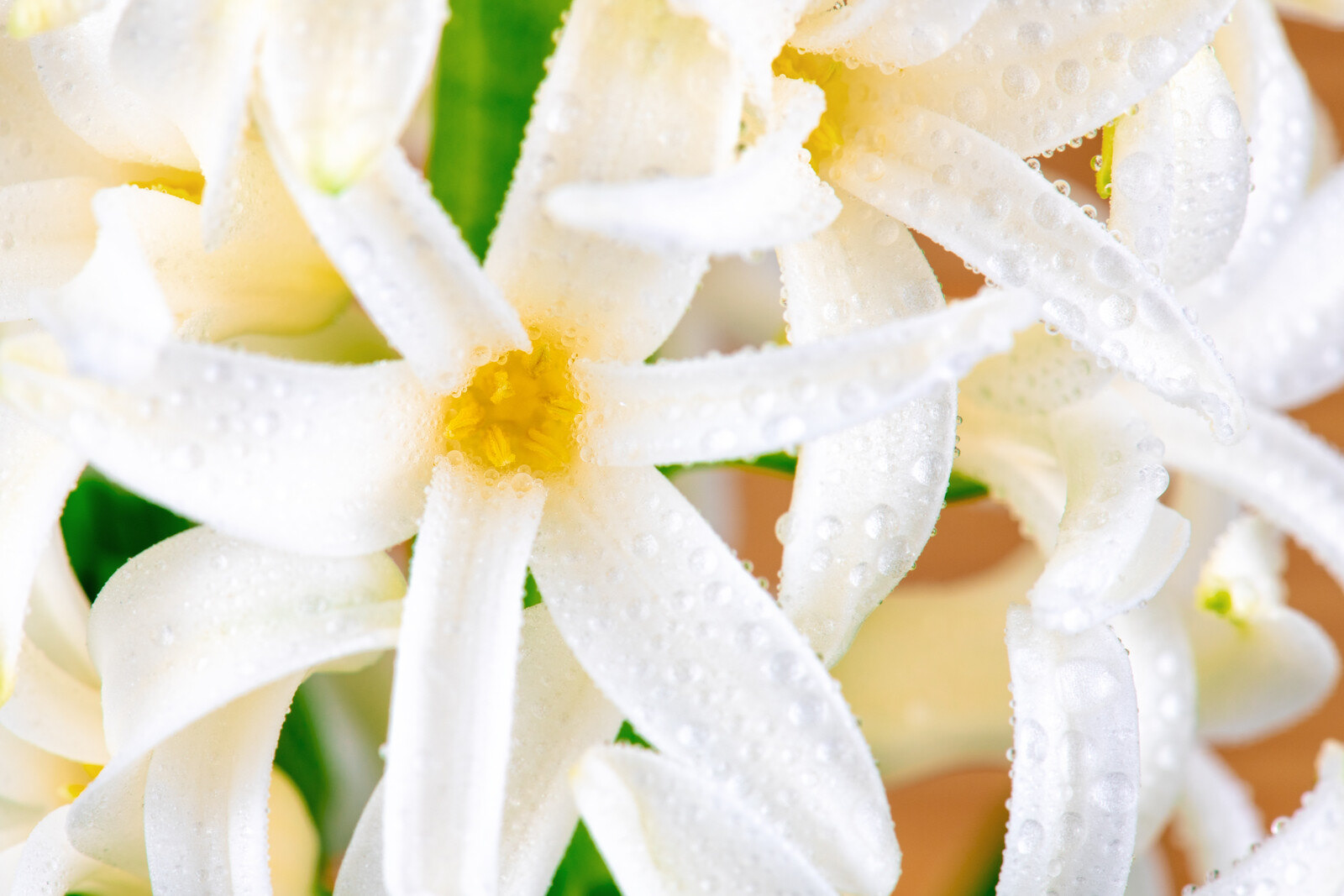 Flor Jacinto Blanco