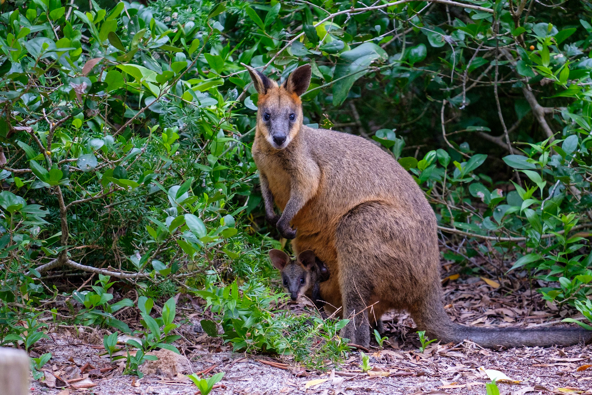 Wallaby with a joey in the pouch