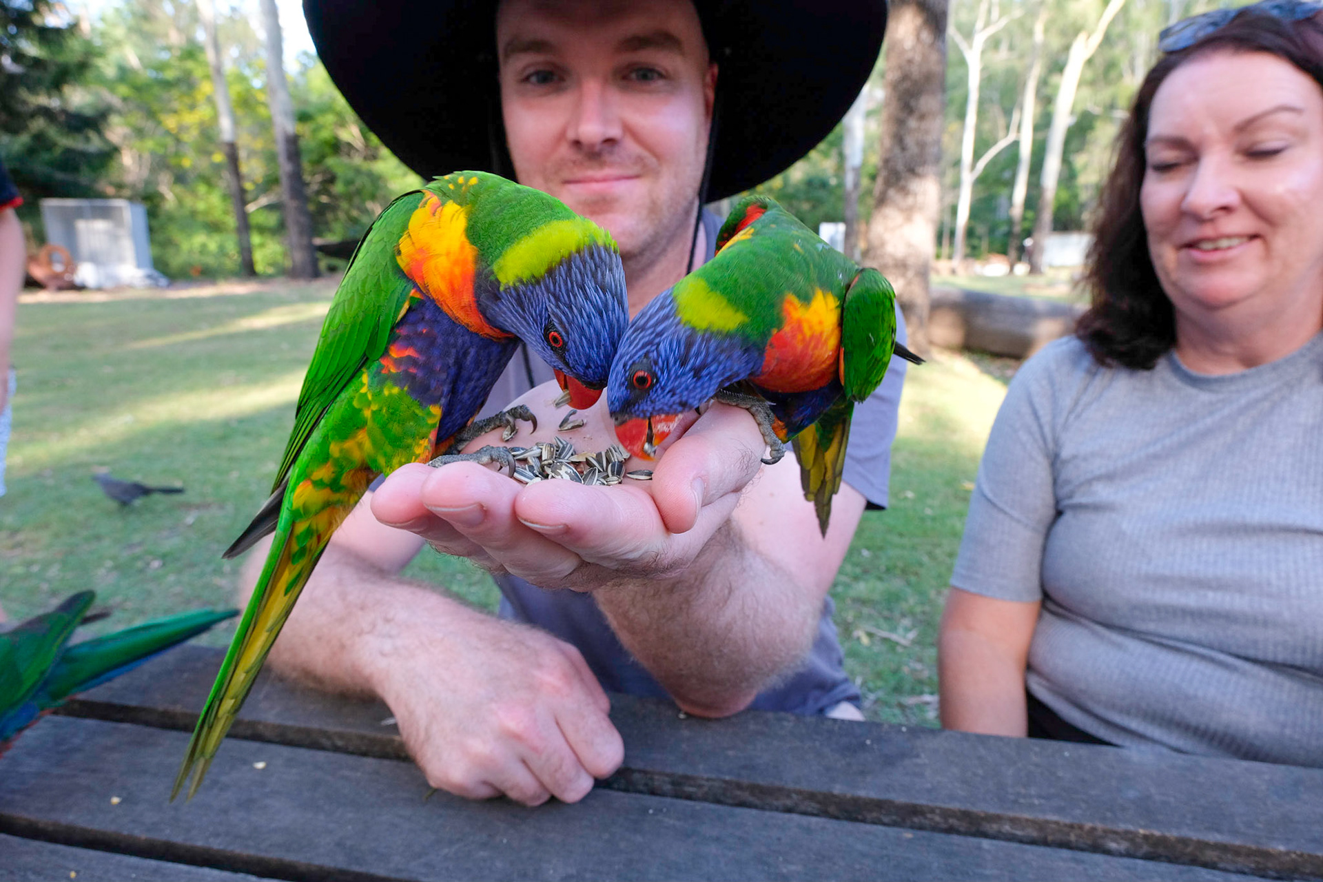 Daily bird feeding