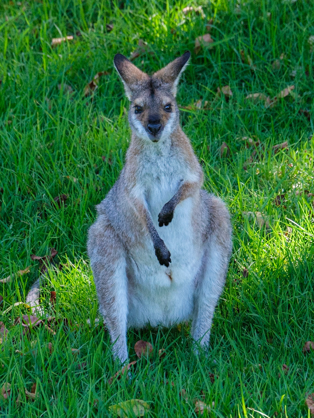 Bunya Mountains - Wallabies at Dandabah