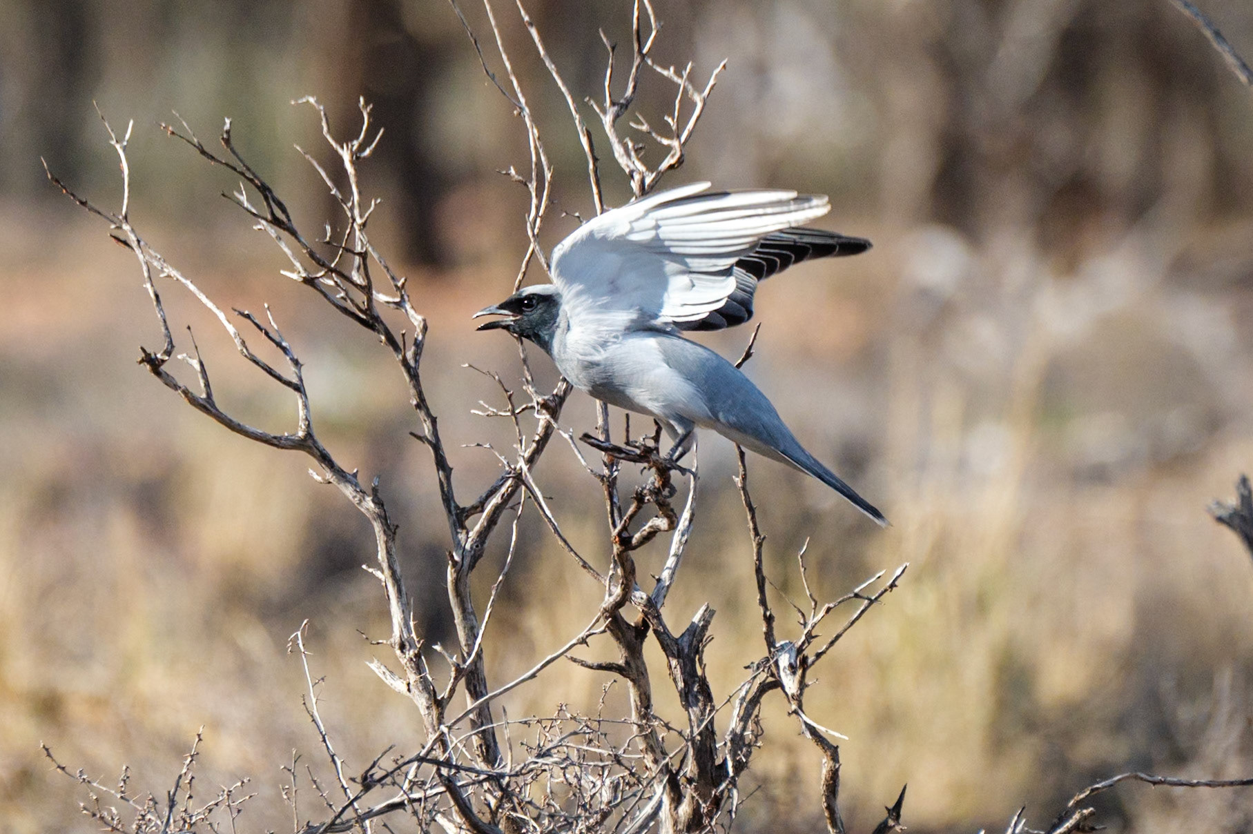 At "The Lake", Quilpie - Black-faced Woodswallow