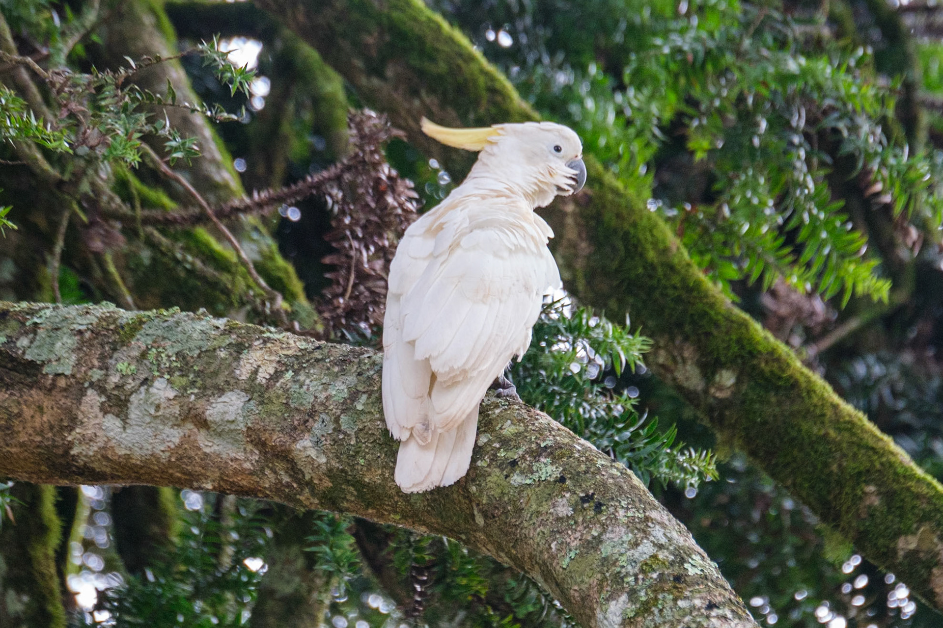 Sulphur-Crested Cockatoo