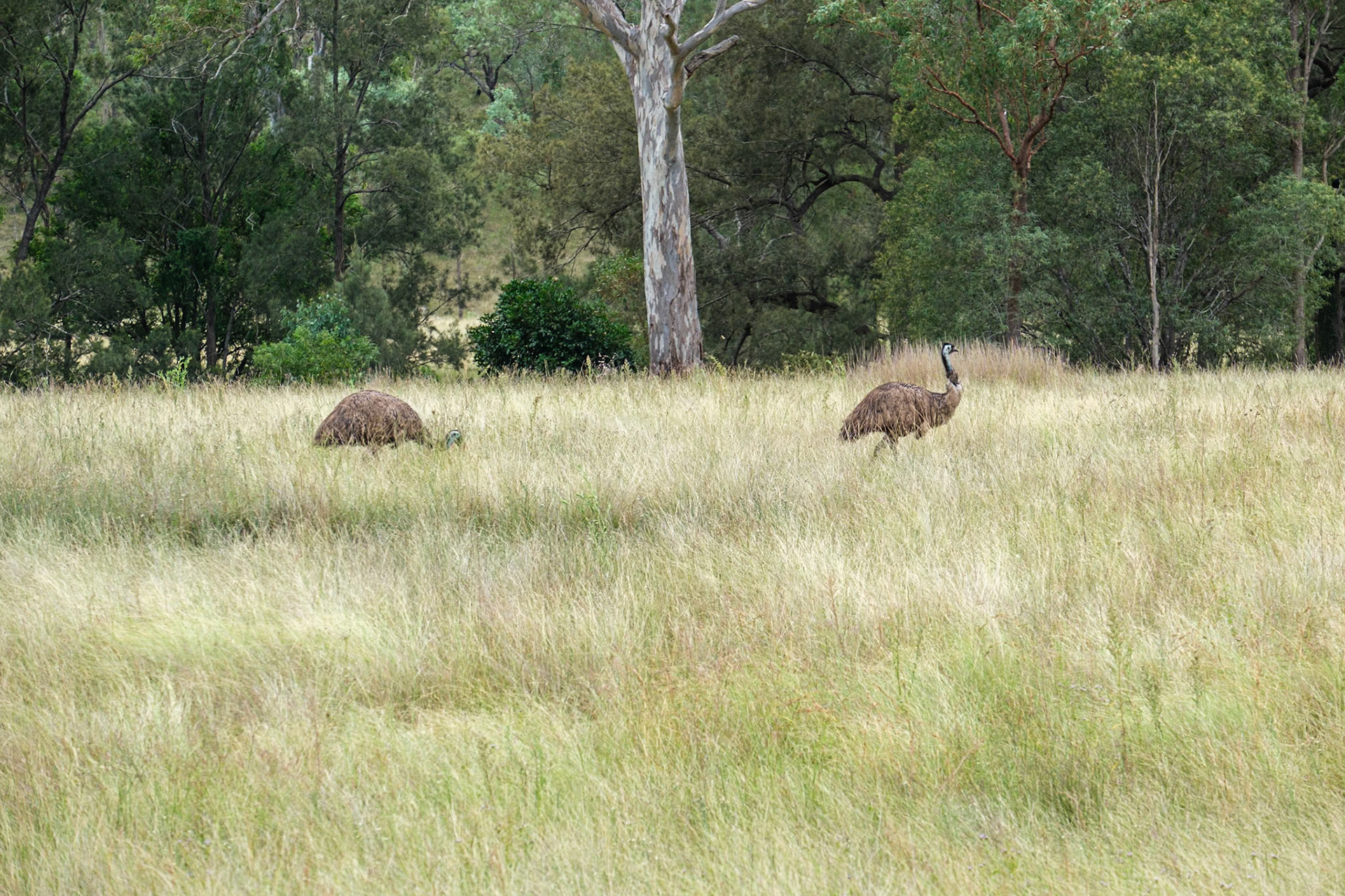 Emus near Monto