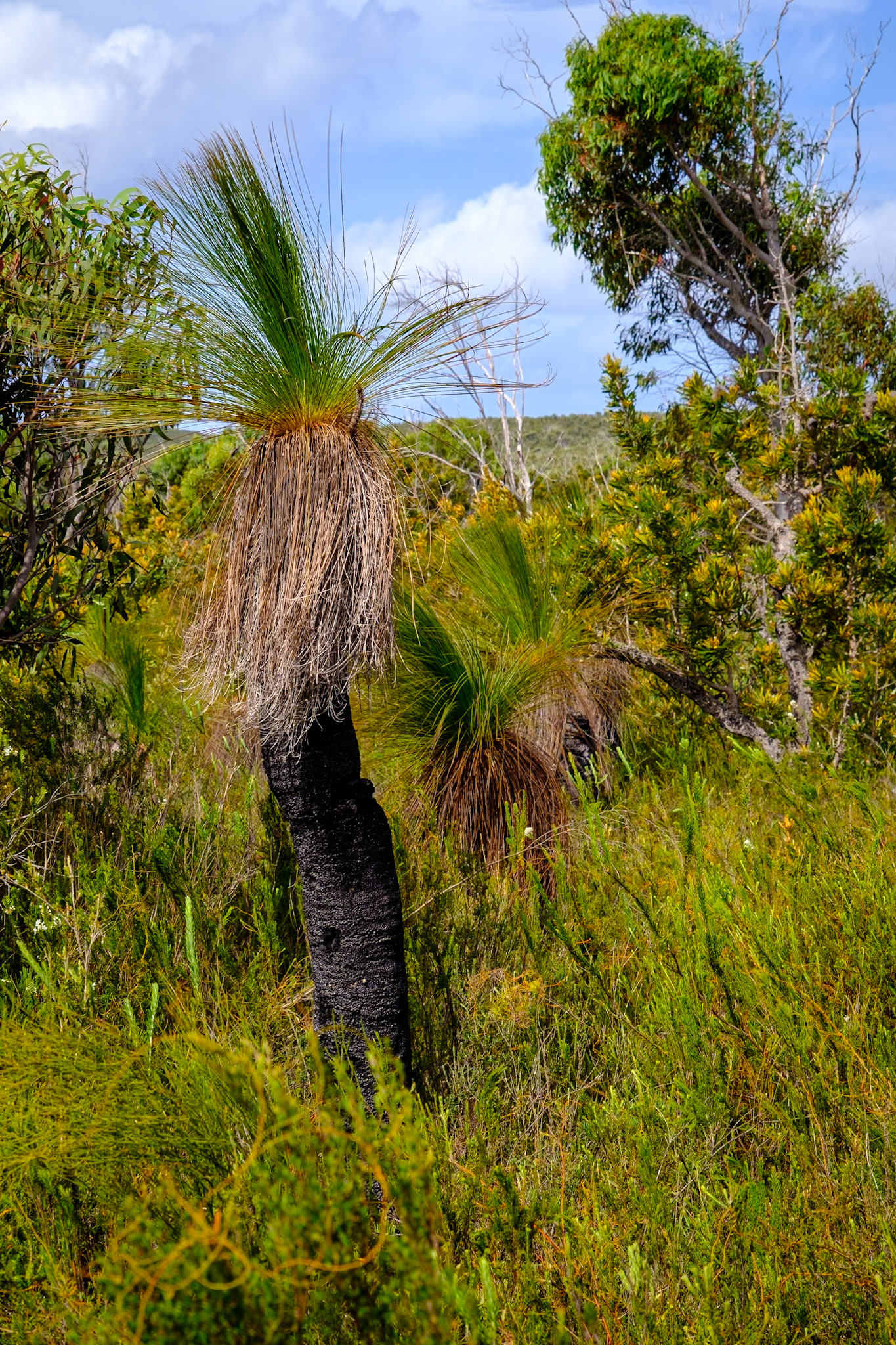 North Point Track, Moreton Island