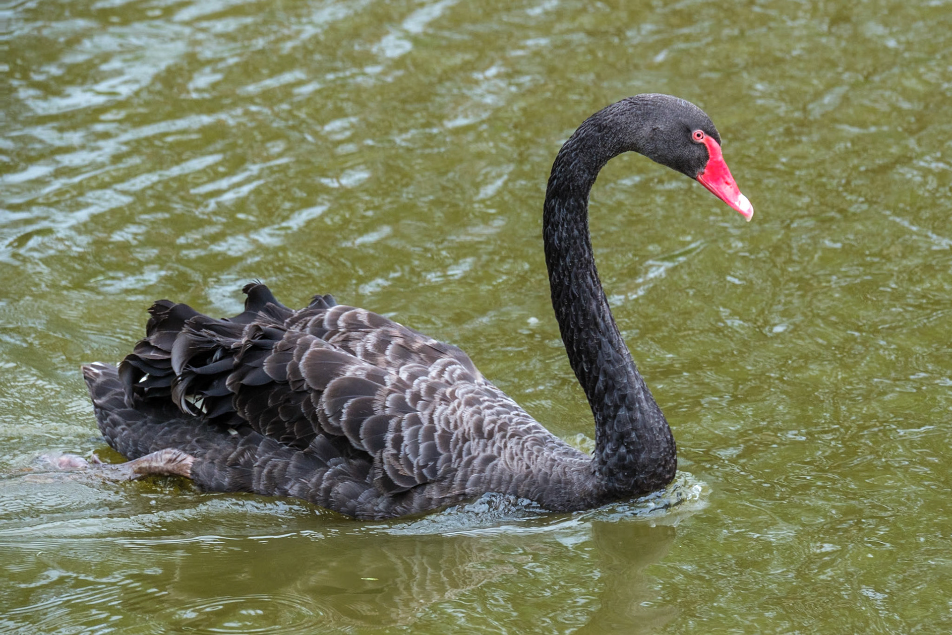 At Lake Alford