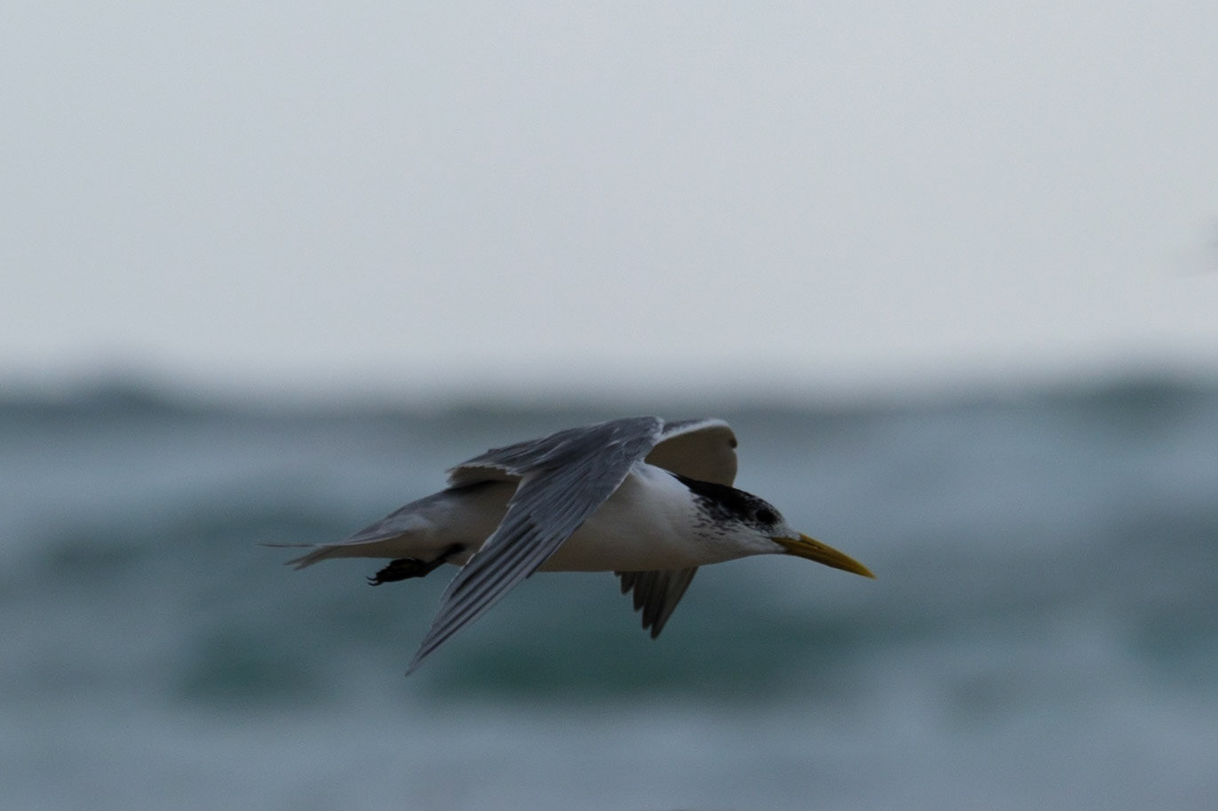 Terns on Teewah Beach