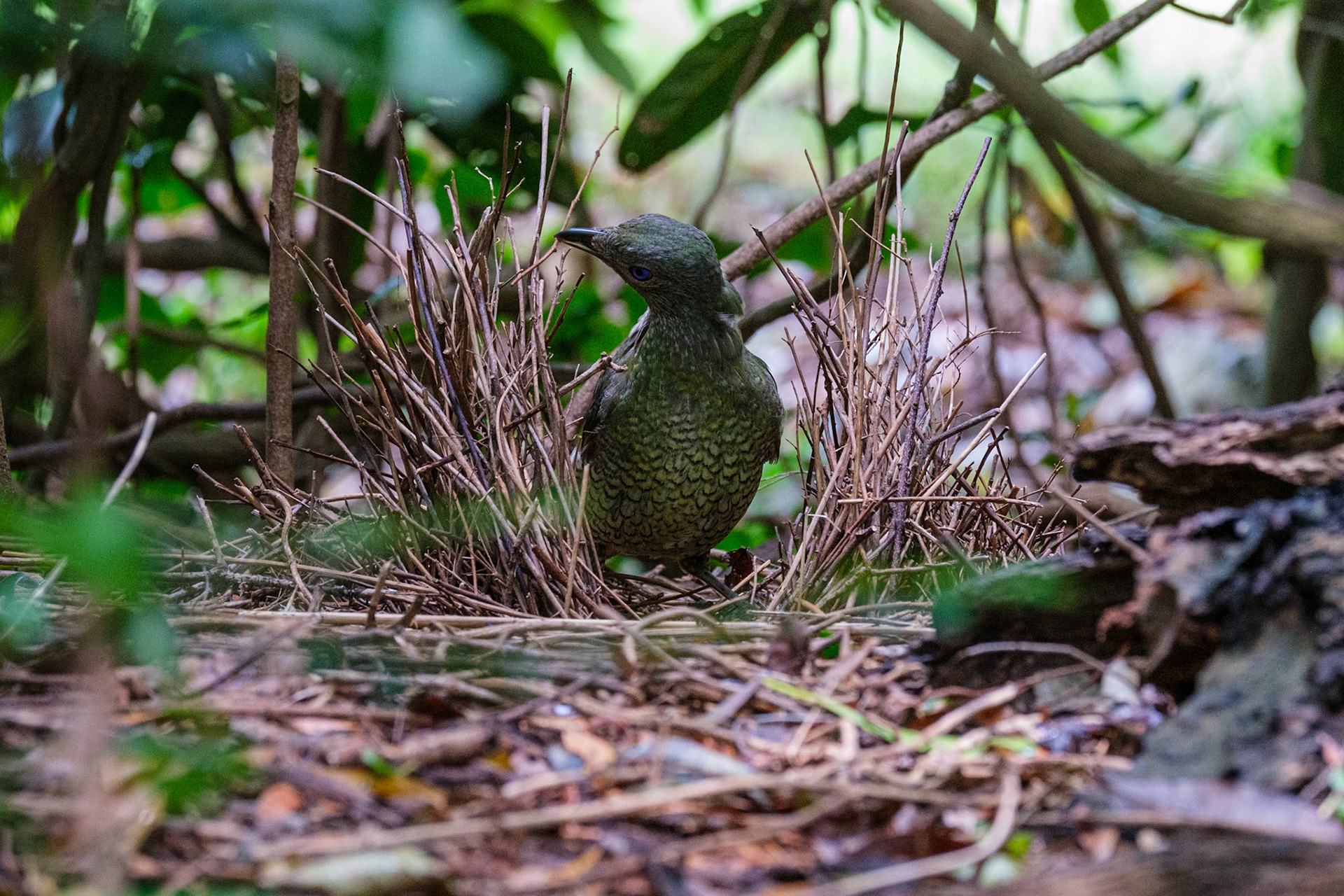 Female Satin Bowerbird in the bower