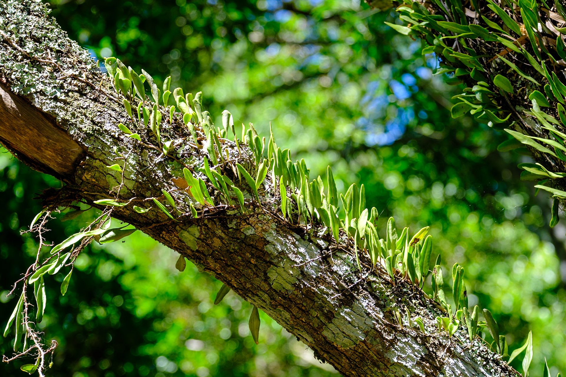 Bunya Mountains - Russel Park Walk