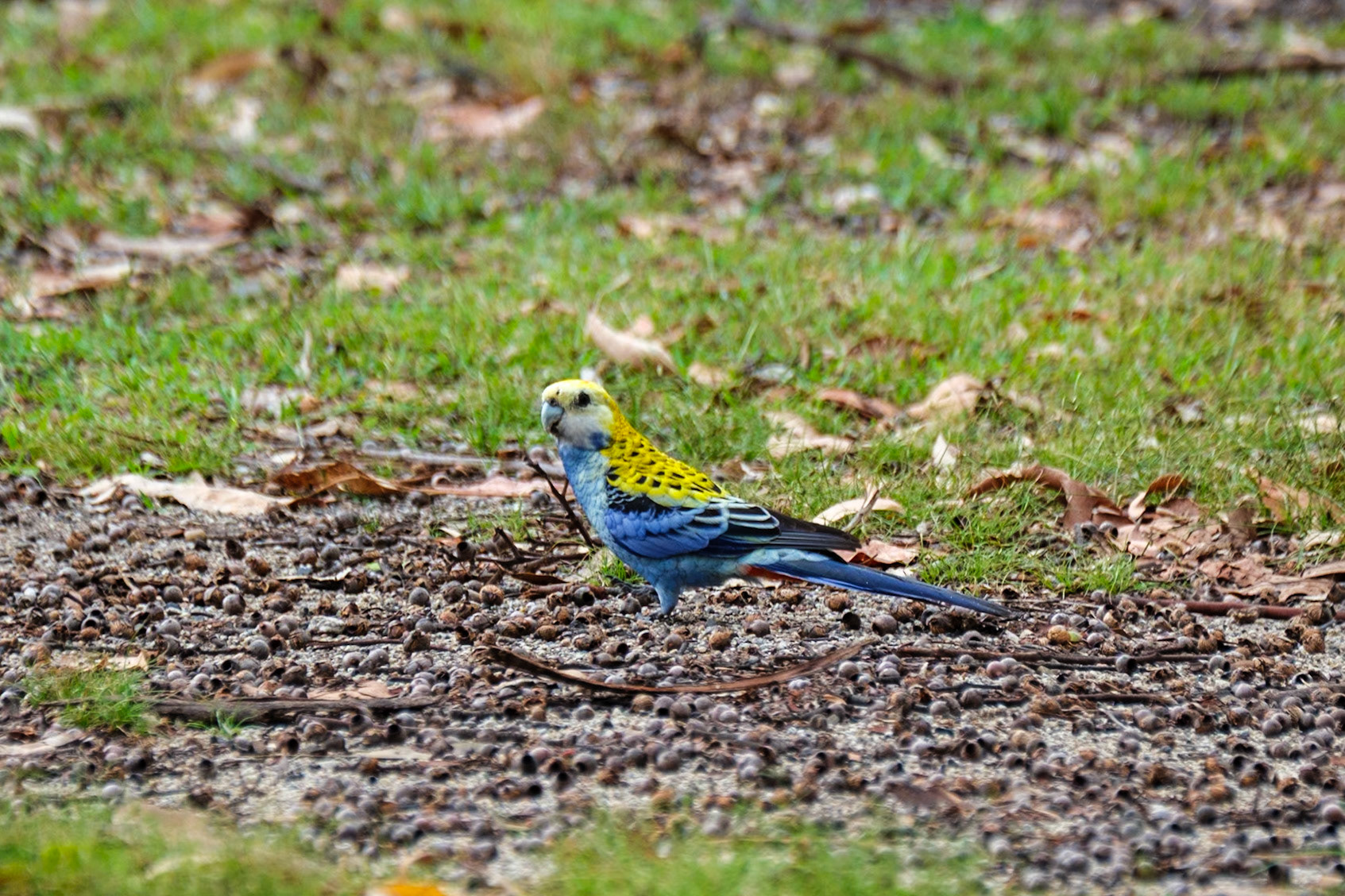 Pale-Headed Rosella - Cania Gorge