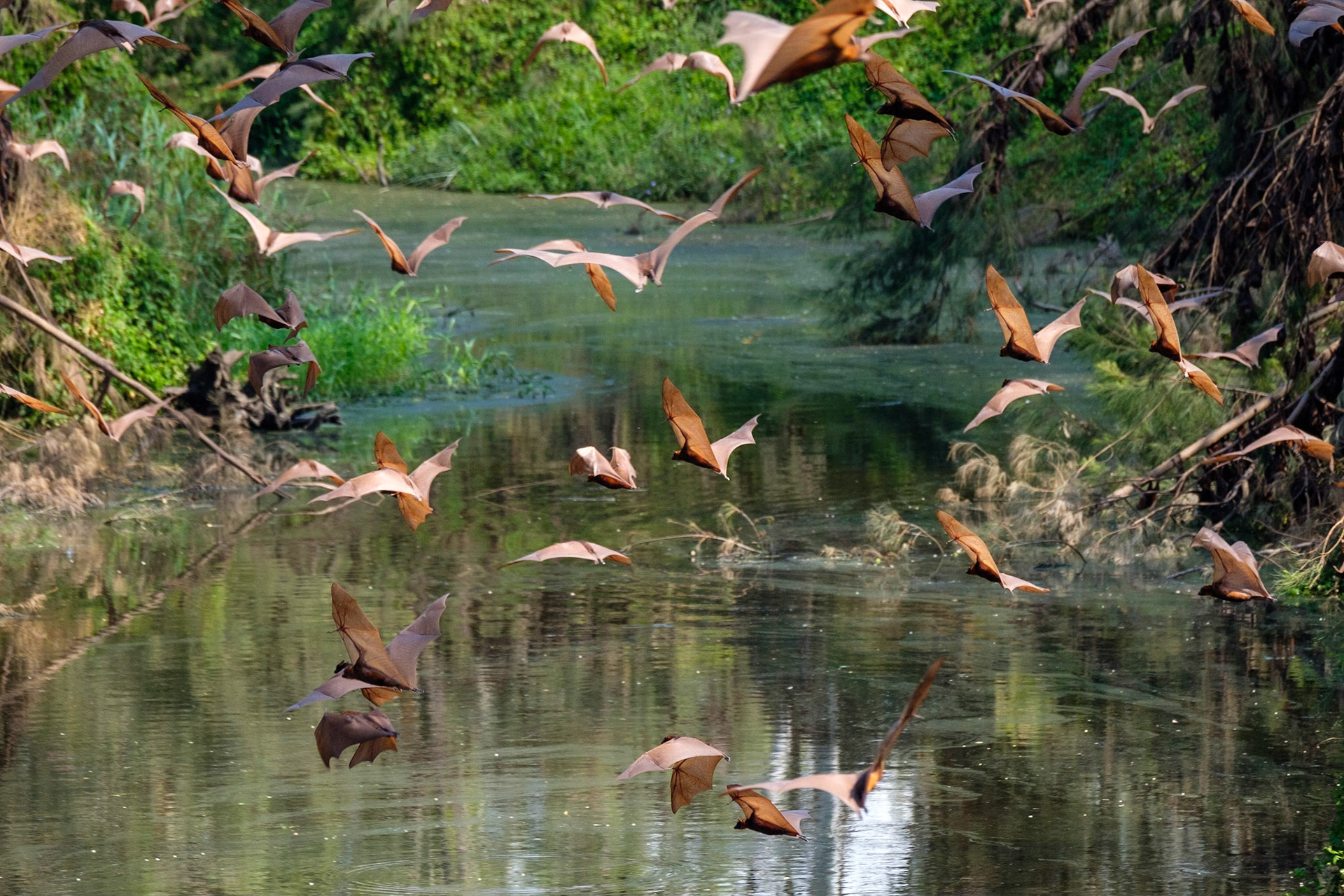 Fruit Bat colony