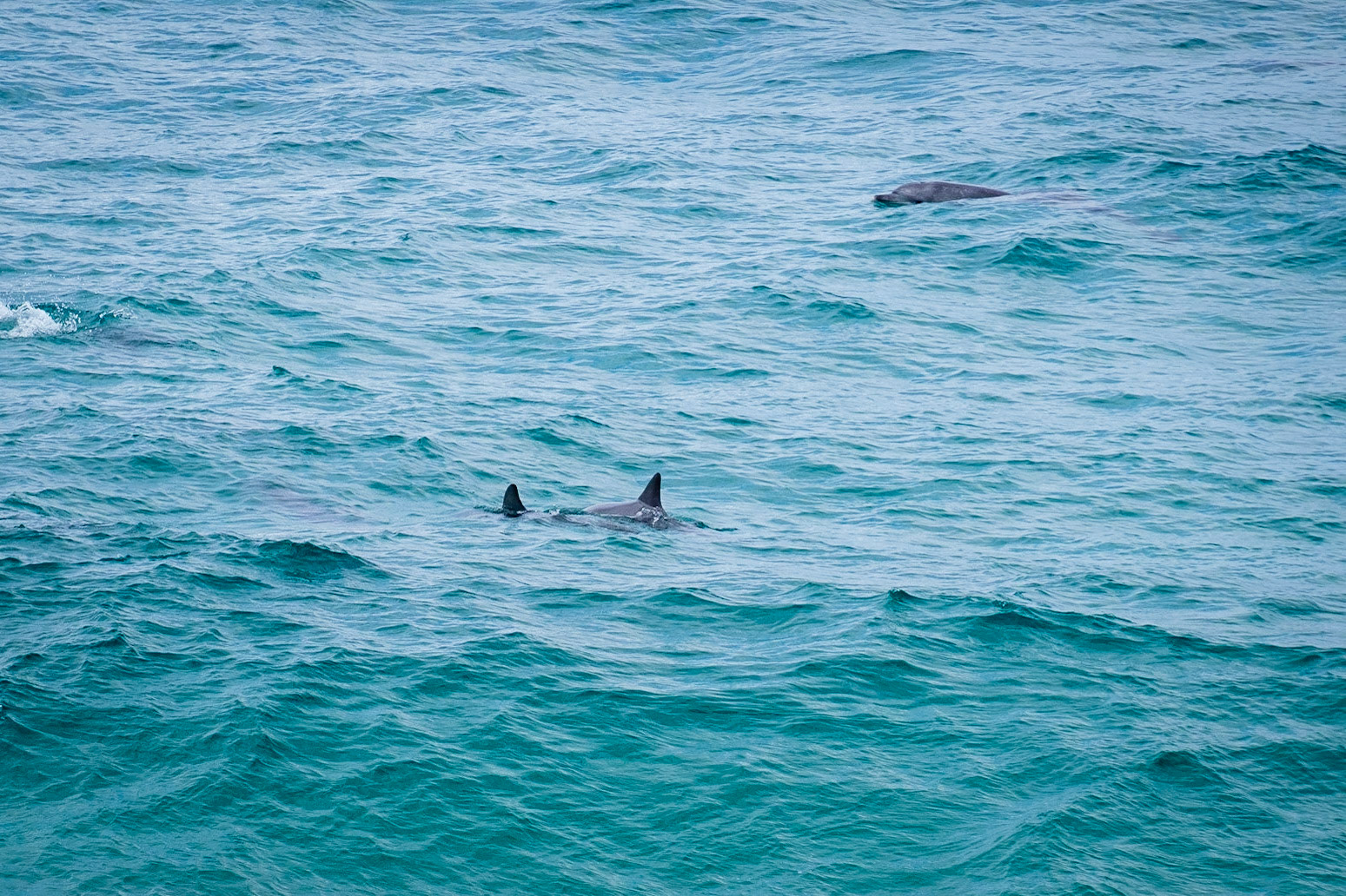 Dolphins at Fingal Head
