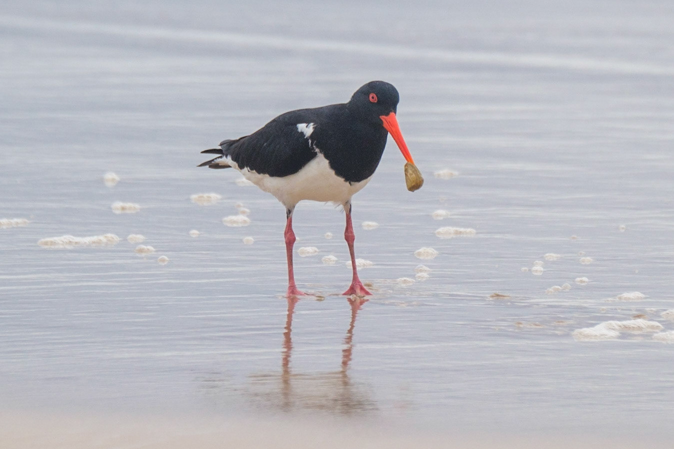 Pied Oystercatcher on Teewah Beach