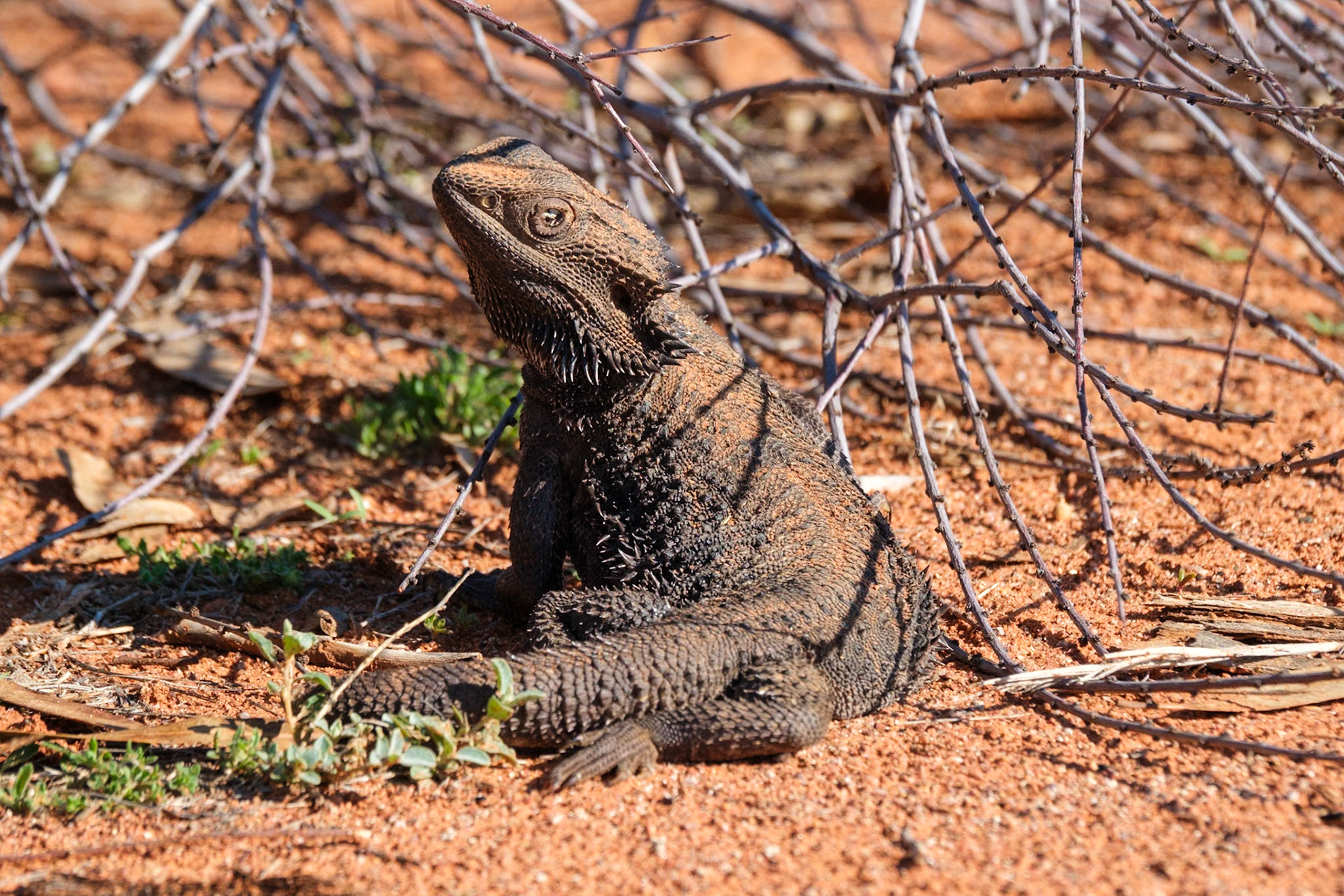 At "The Lake", Quilpie - Inland Bearded Dragon