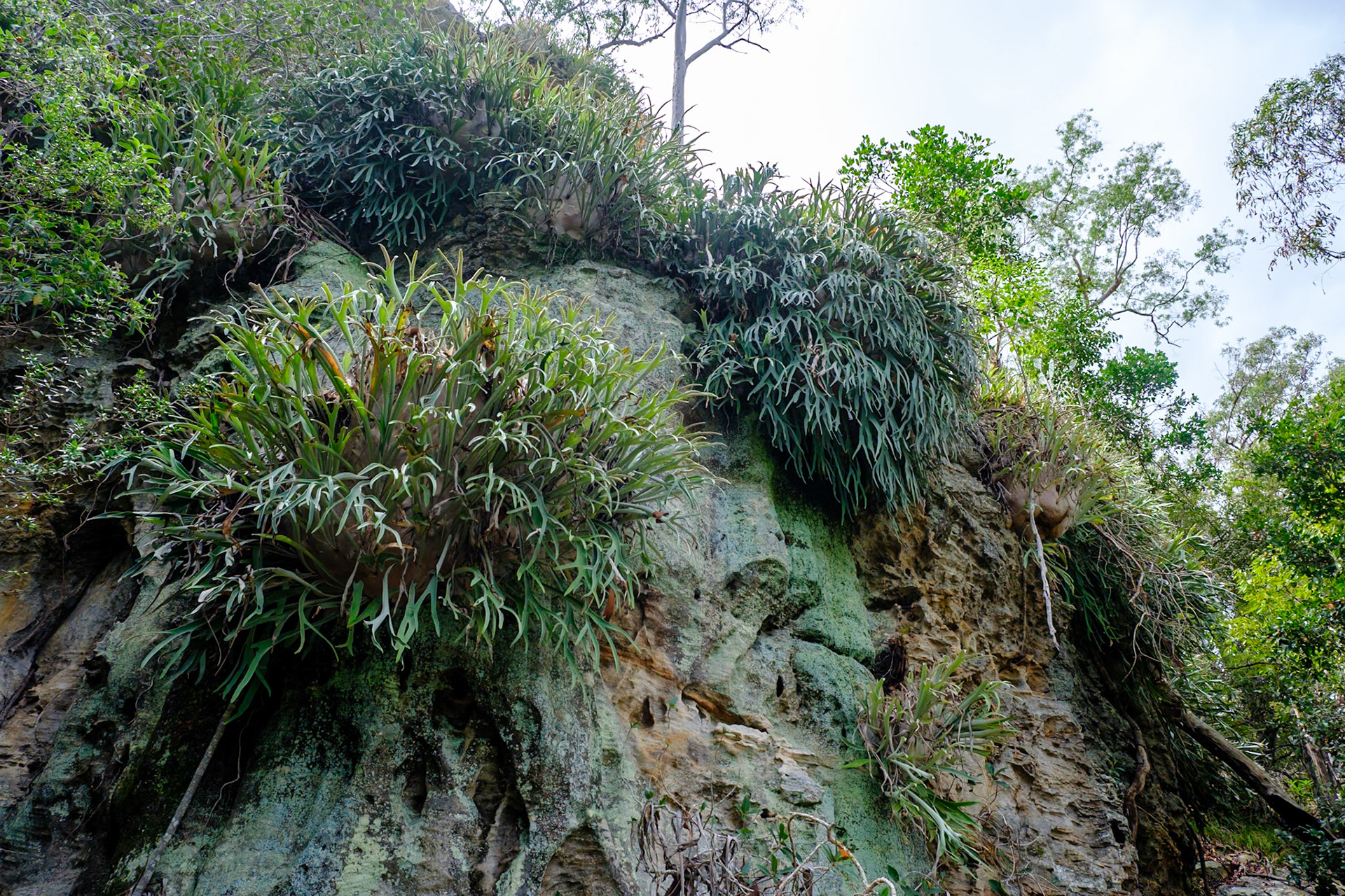 In Cania Gorge