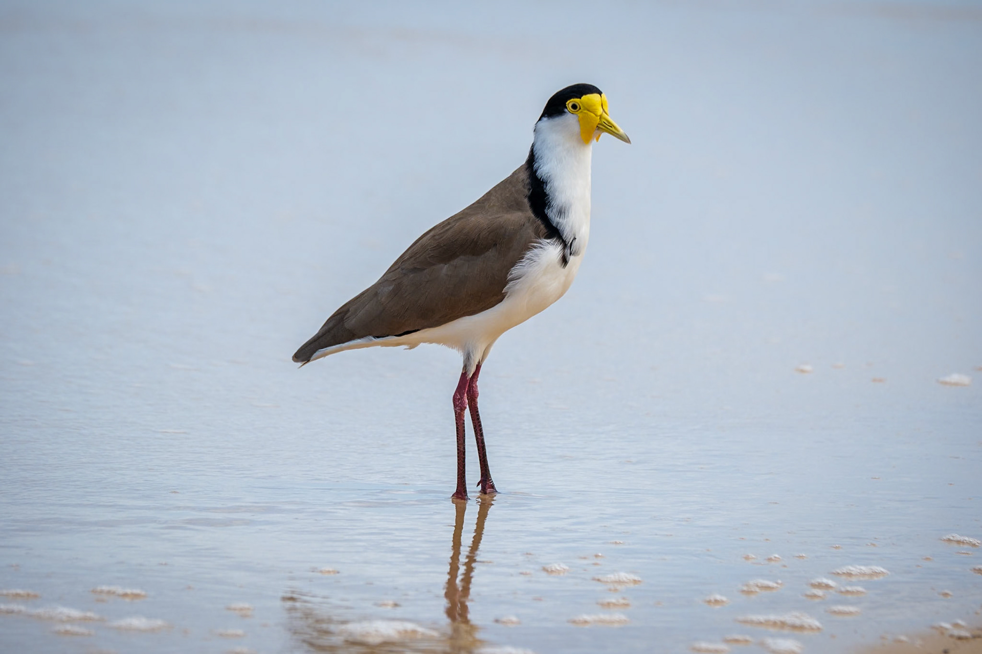 Masked lapwing, Moreton Island
