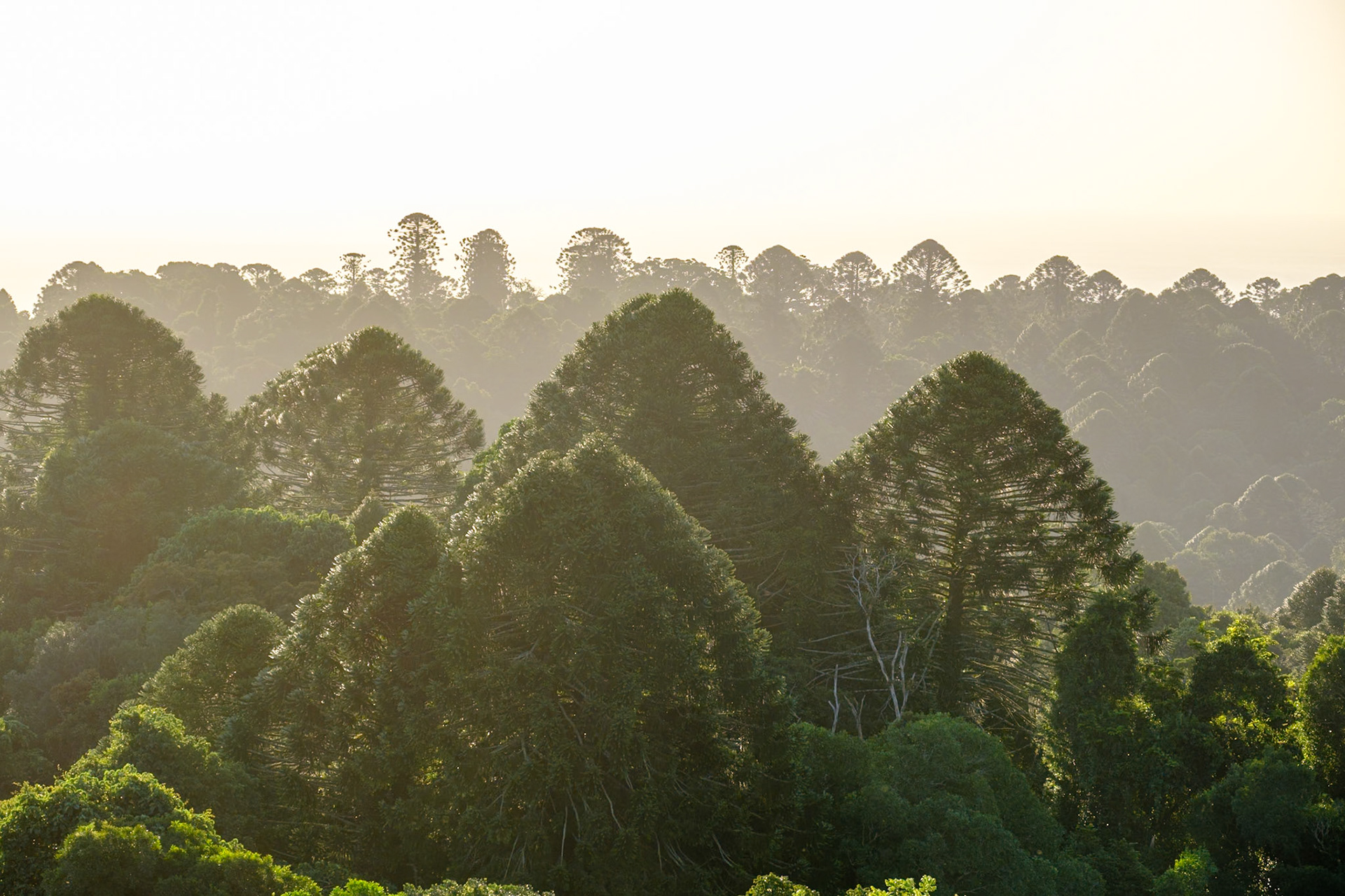Bunya Mountains - Late afternoon & sunset from Fishers Lookout