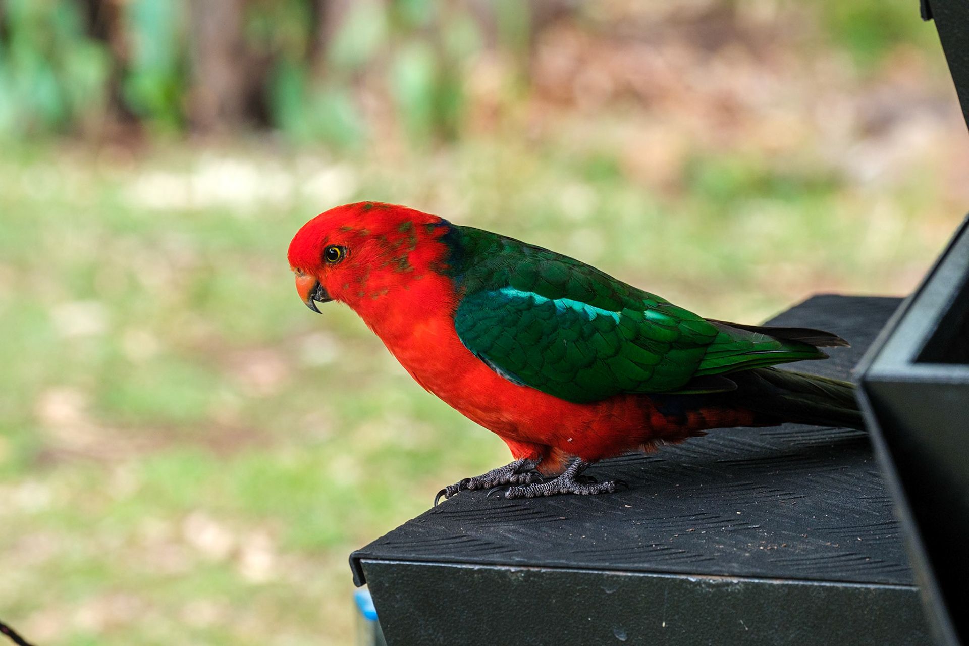 King Parrot - Cania Gorge