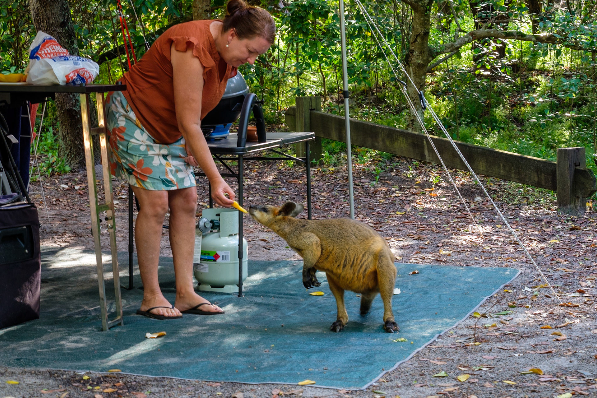 A wallaby visits our campsite