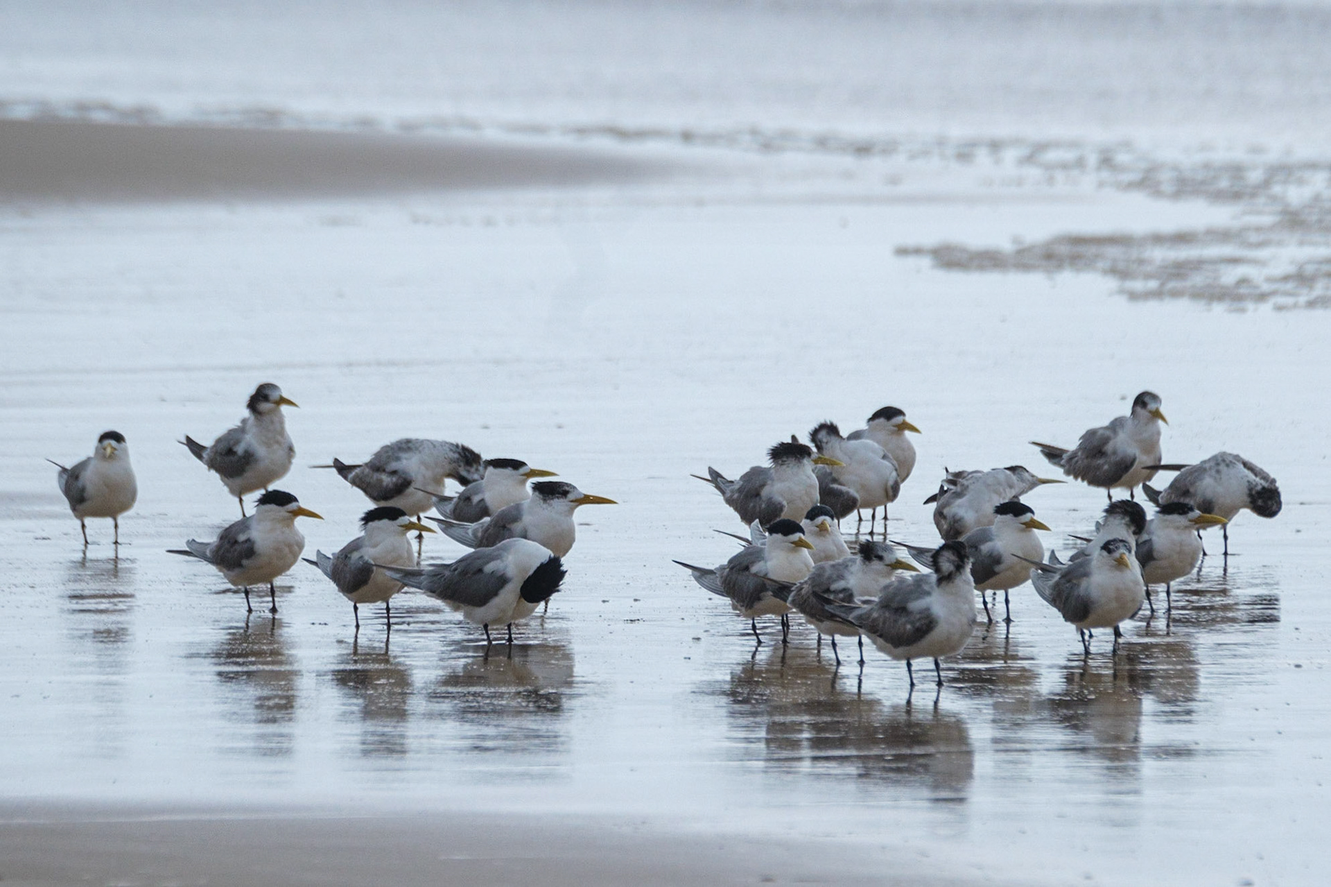 Terns on Teewah Beach