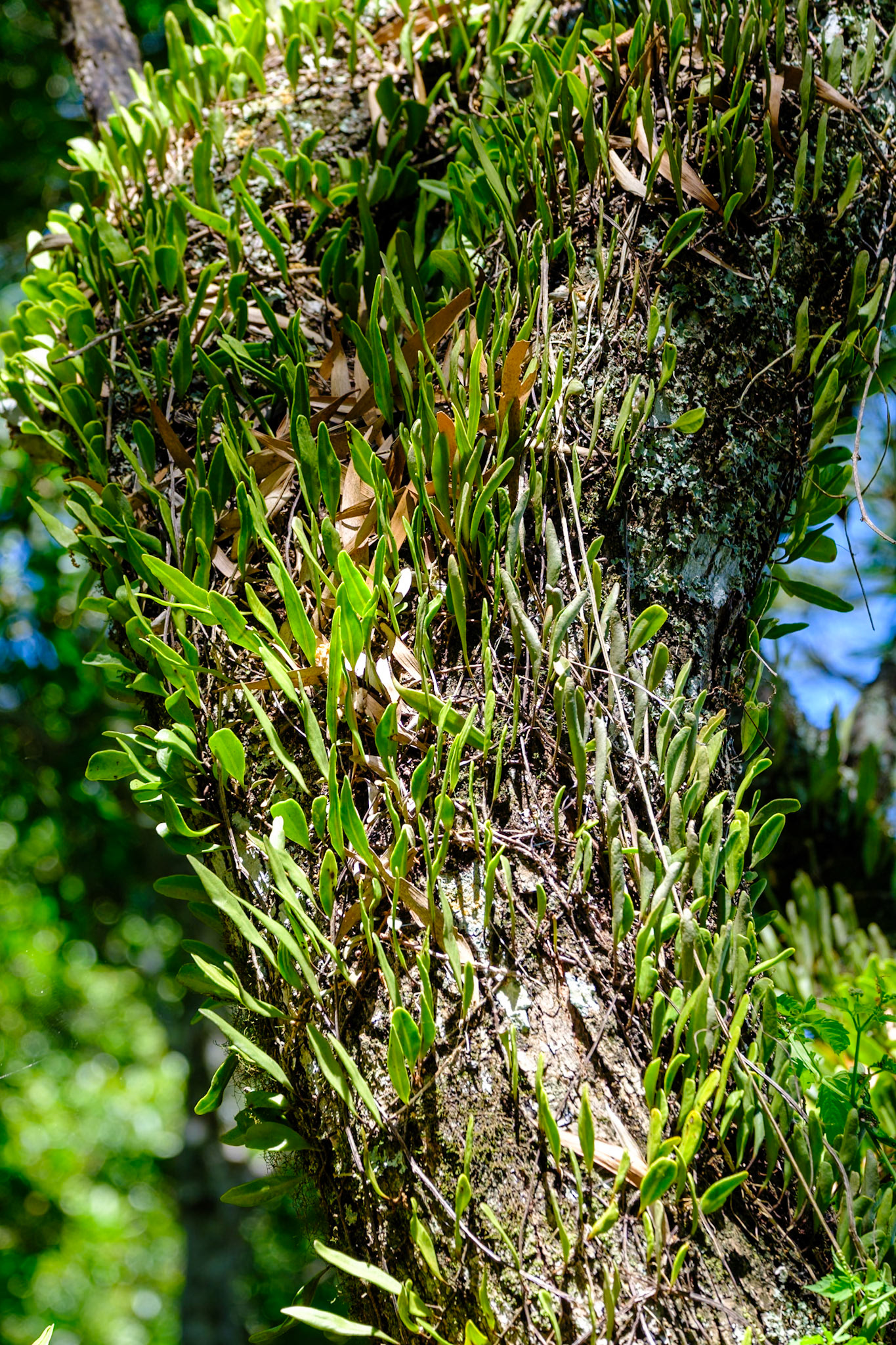 Bunya Mountains - Russel Park Walk