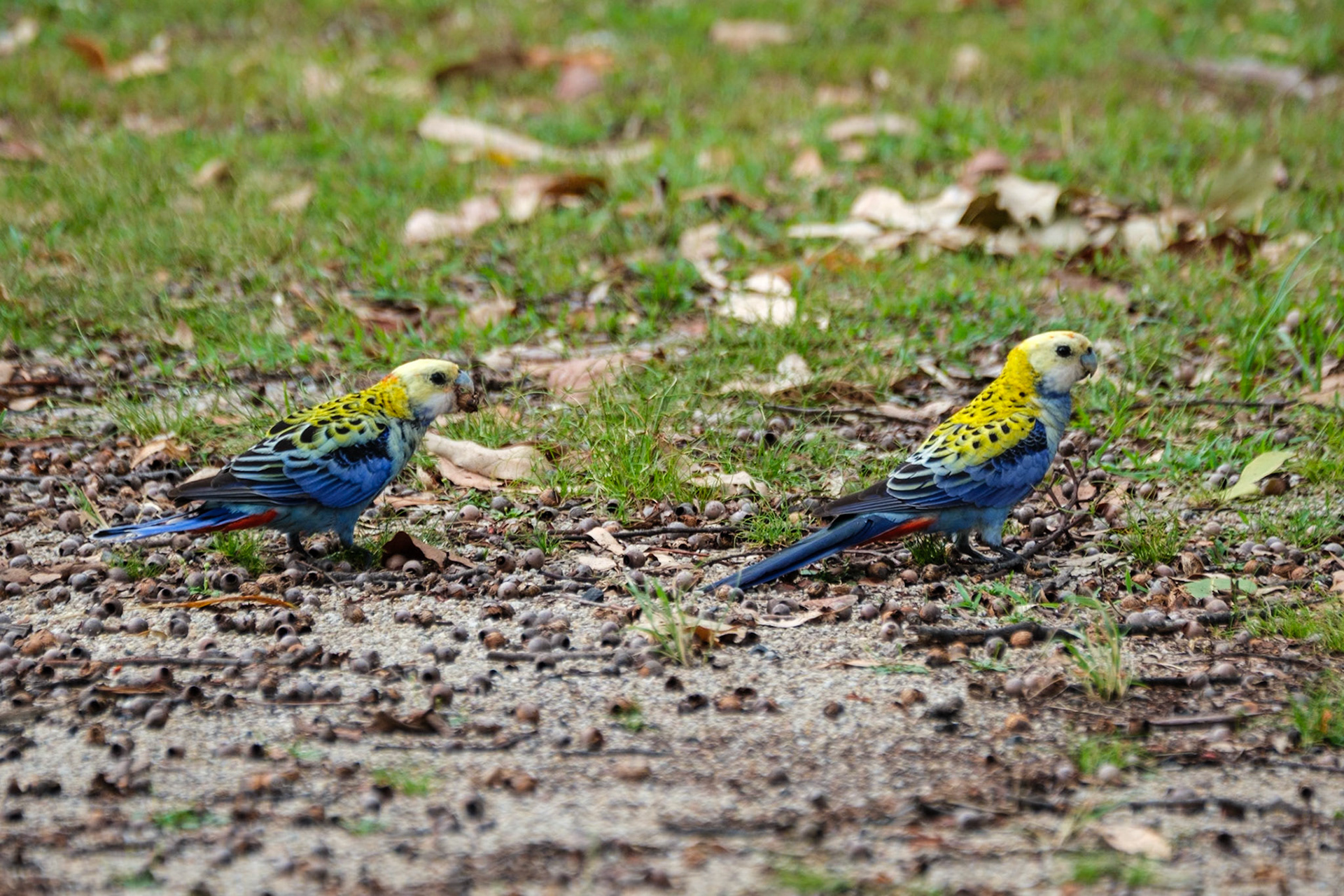 Pale-Headed Rosella - Cania Gorge