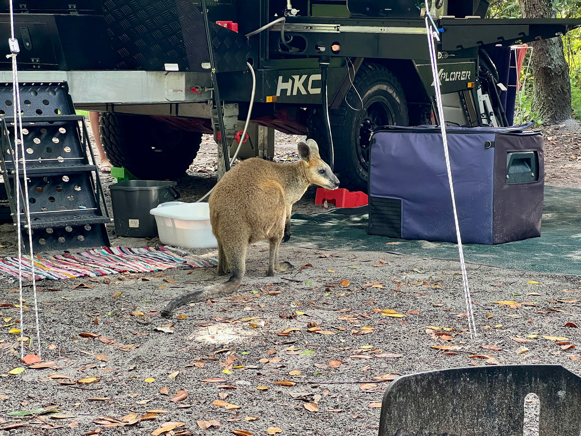 A wallaby visits our campsite